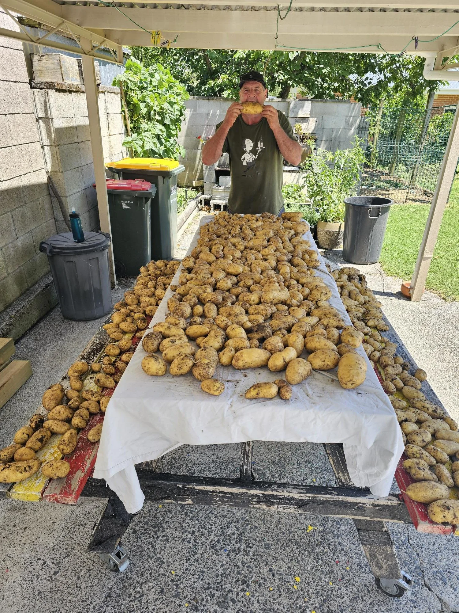 A man standing behind a large table filled with freshly harvested potatoes, holding a potato close to his mouth, in an outdoor garden setting with green plants, trees, and a cinder block wall in the background.