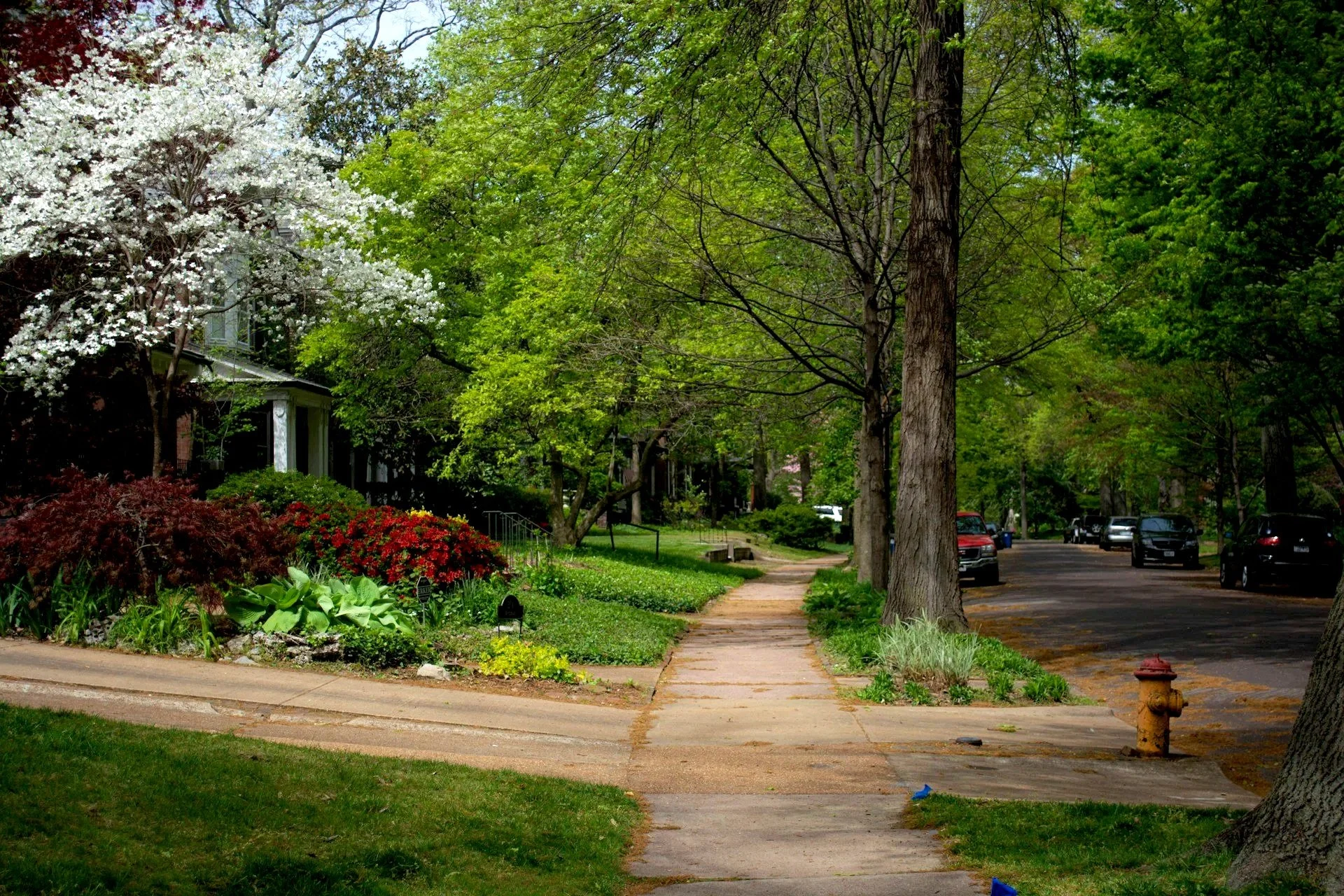 A residential neighborhood street lined with green-leaved trees, flowering bushes, and parked cars along the curb. A sidewalk runs parallel to the road, with a fire hydrant near a tree in the foreground.