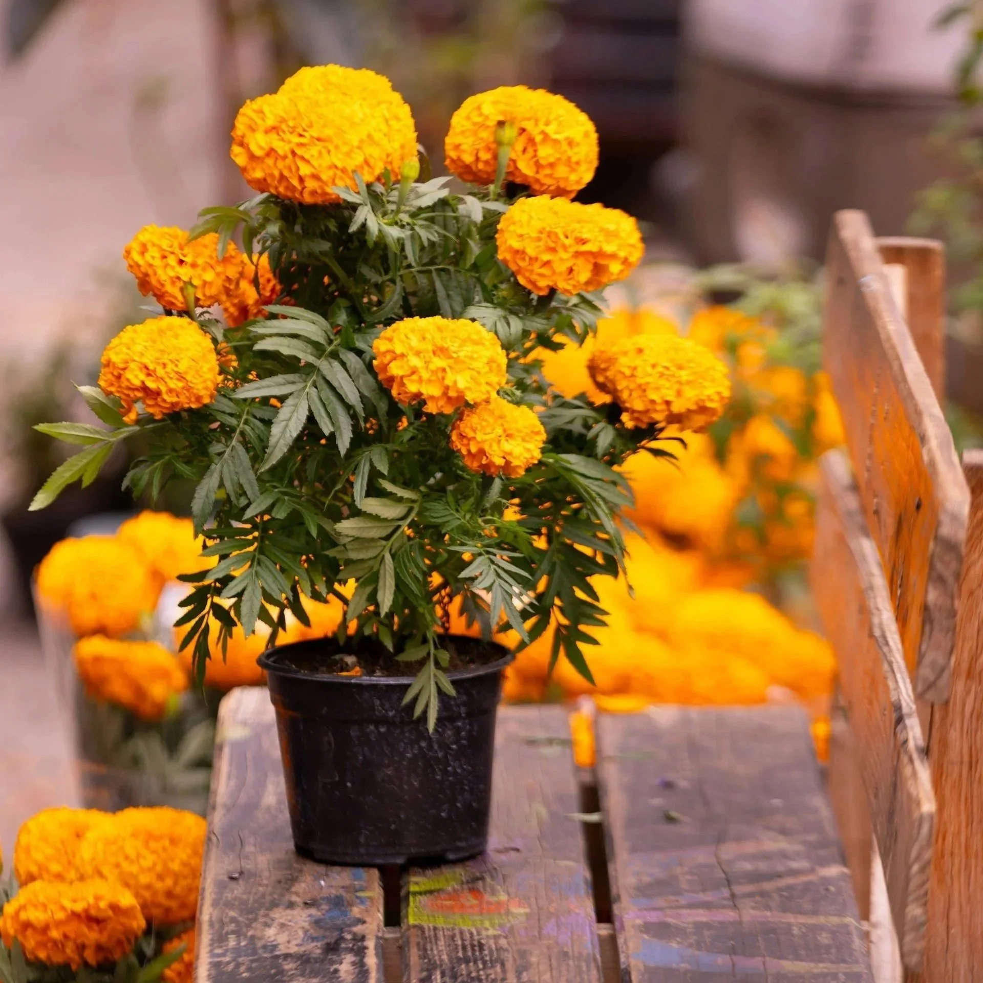 Marigold flowers in a black pot on a rustic wooden table with more marigolds in the background.