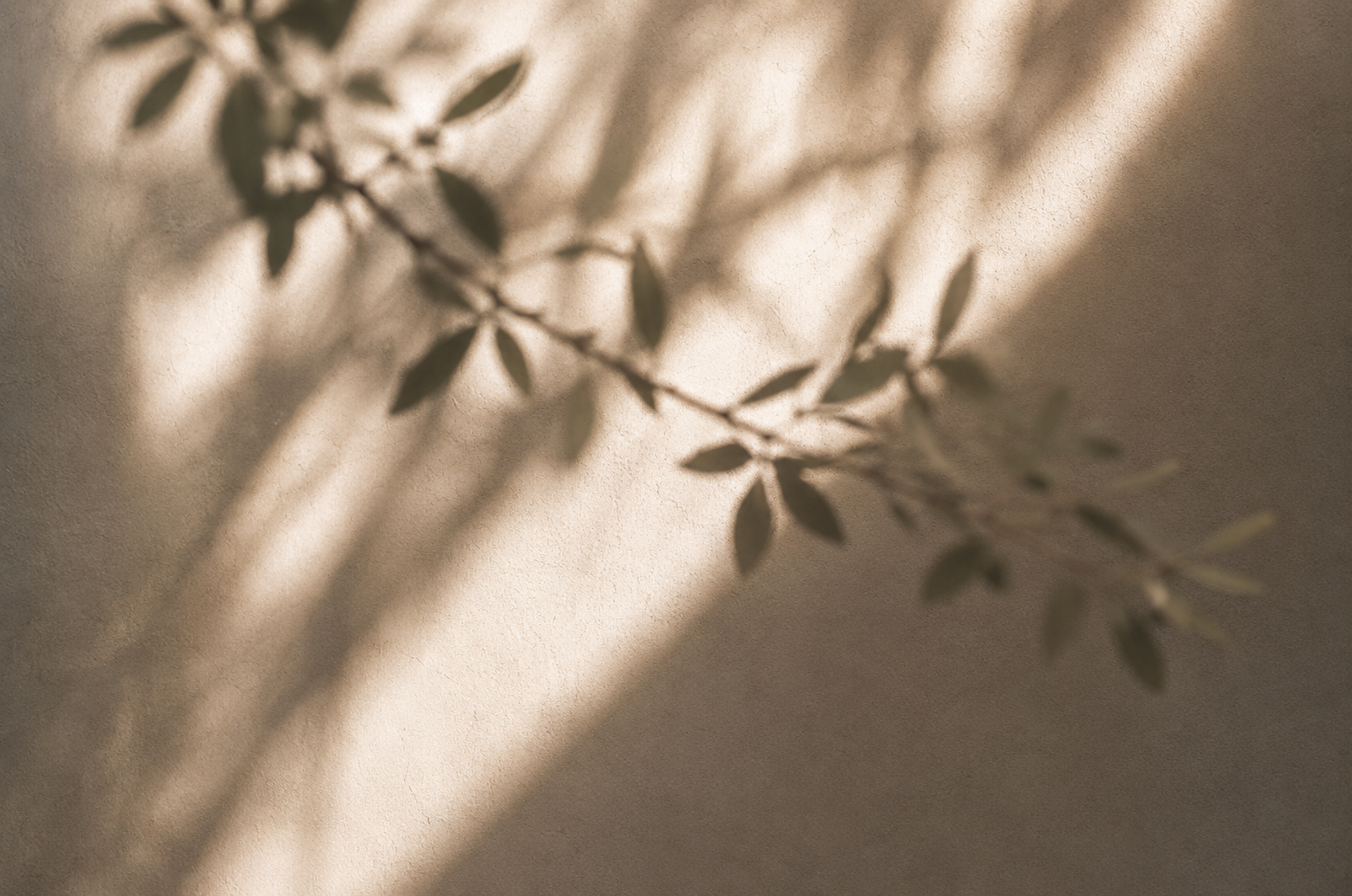 Soft leafy shadows cast across a warm neutral wall.