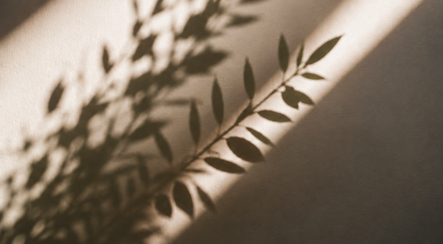 Soft leafy shadows cast across a warm neutral wall.