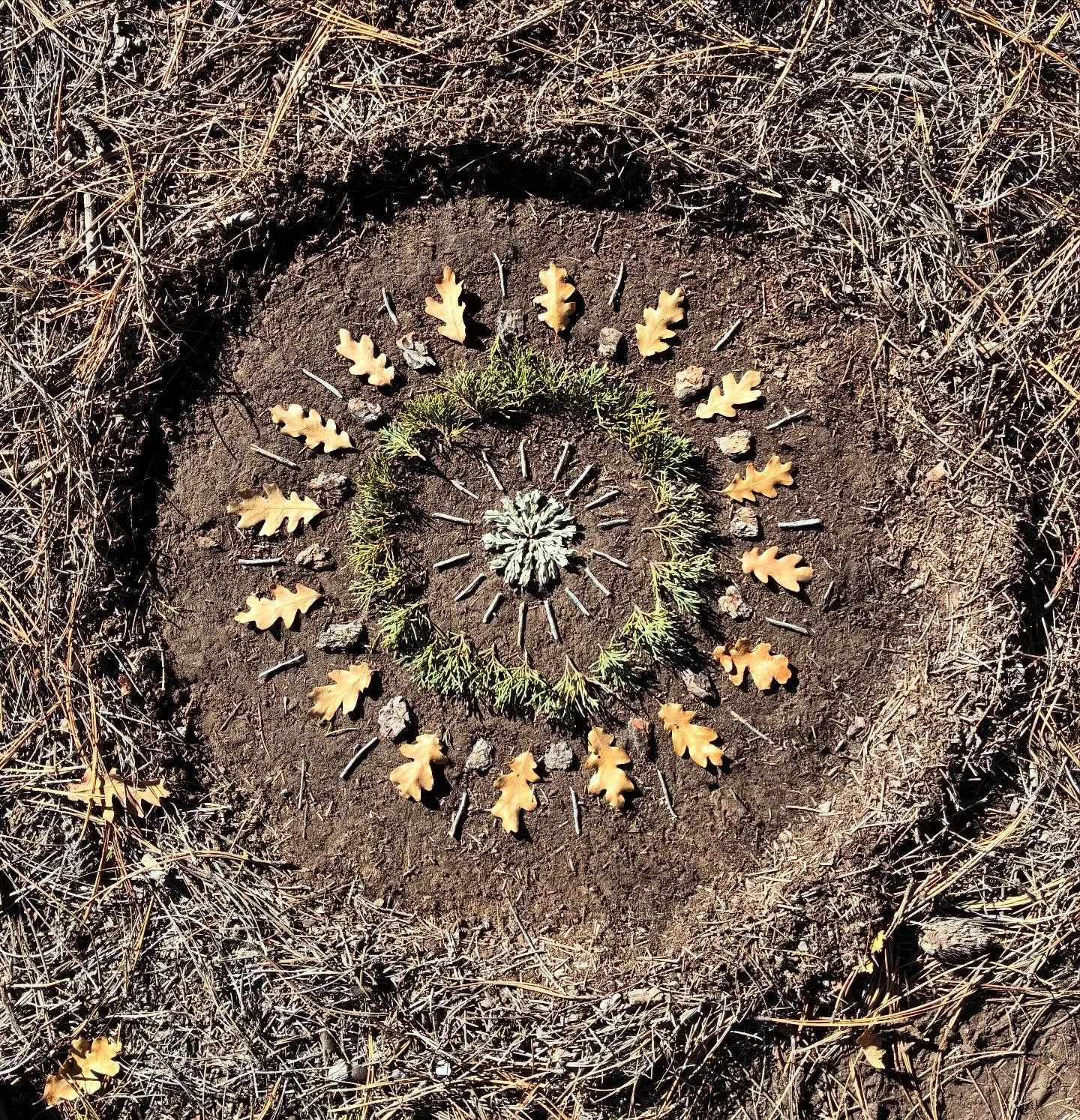 Oak, juniper, ponderosa and sage brush. I created this beautiful mandala for my dad to enjoy outside his log cabin. 🤎