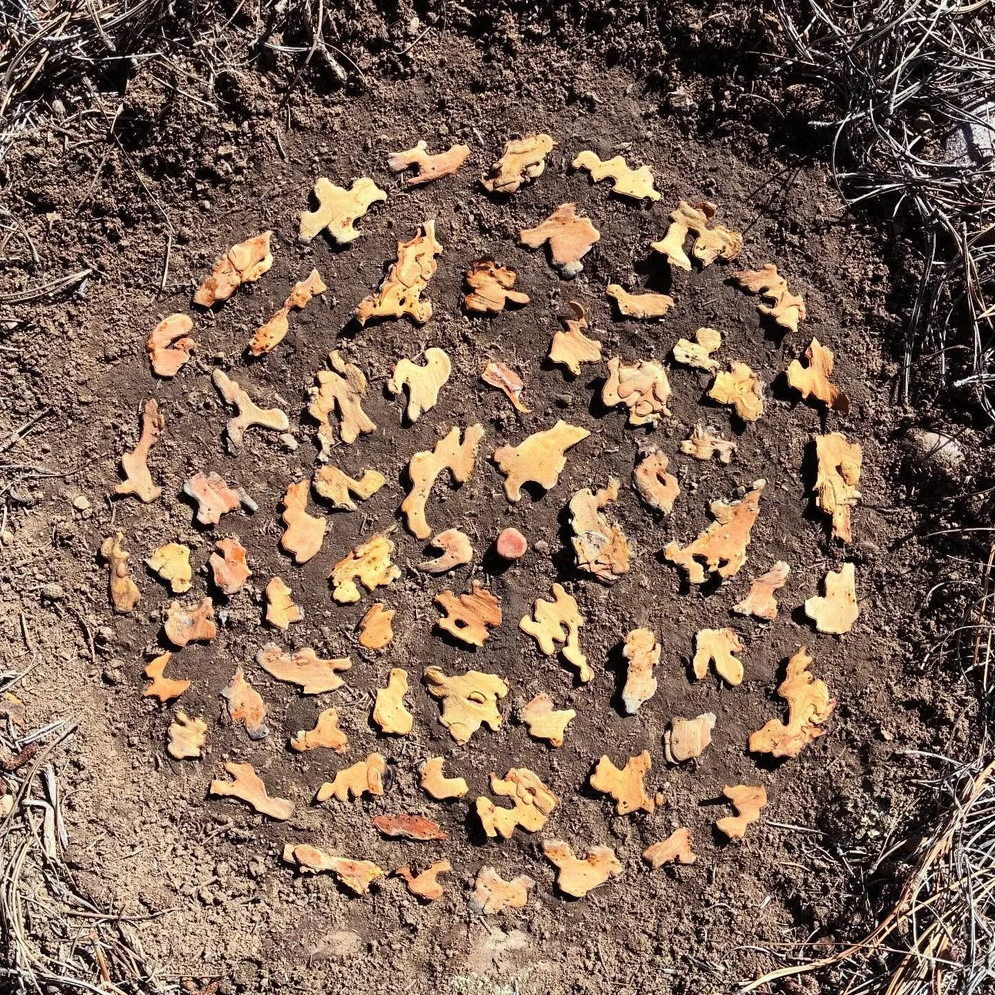 Ponderosa bark chips. Collecting pieces of the puzzle and creating something beautiful. As with our own lives, if each unique piece of ourselves if cared for and arranged with love you can create something beautiful 🤎.