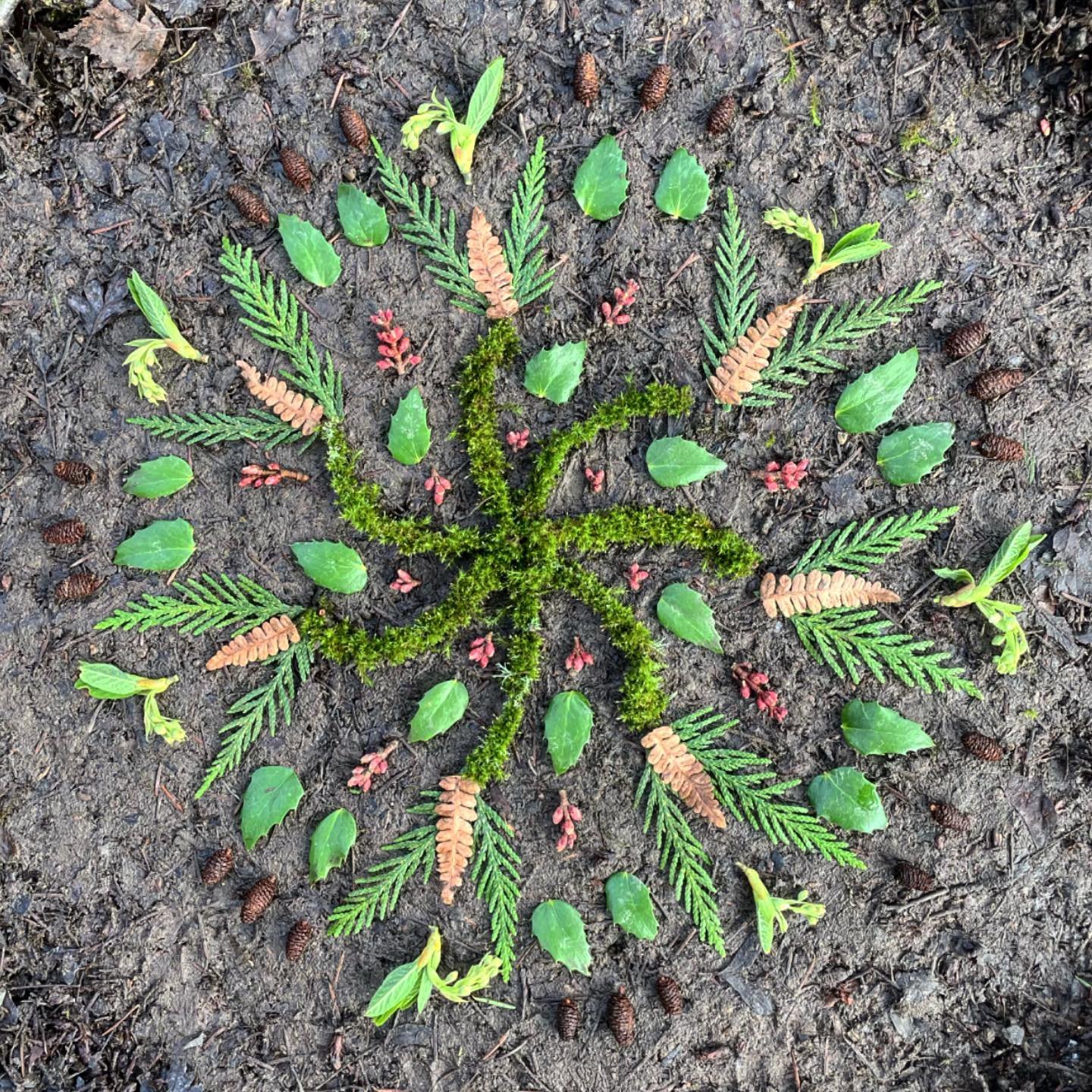 A cold walk in the woods today. A bit of new spring growth. #nature #natureart #naturemandalas #morningalters #mandala #mandalanature