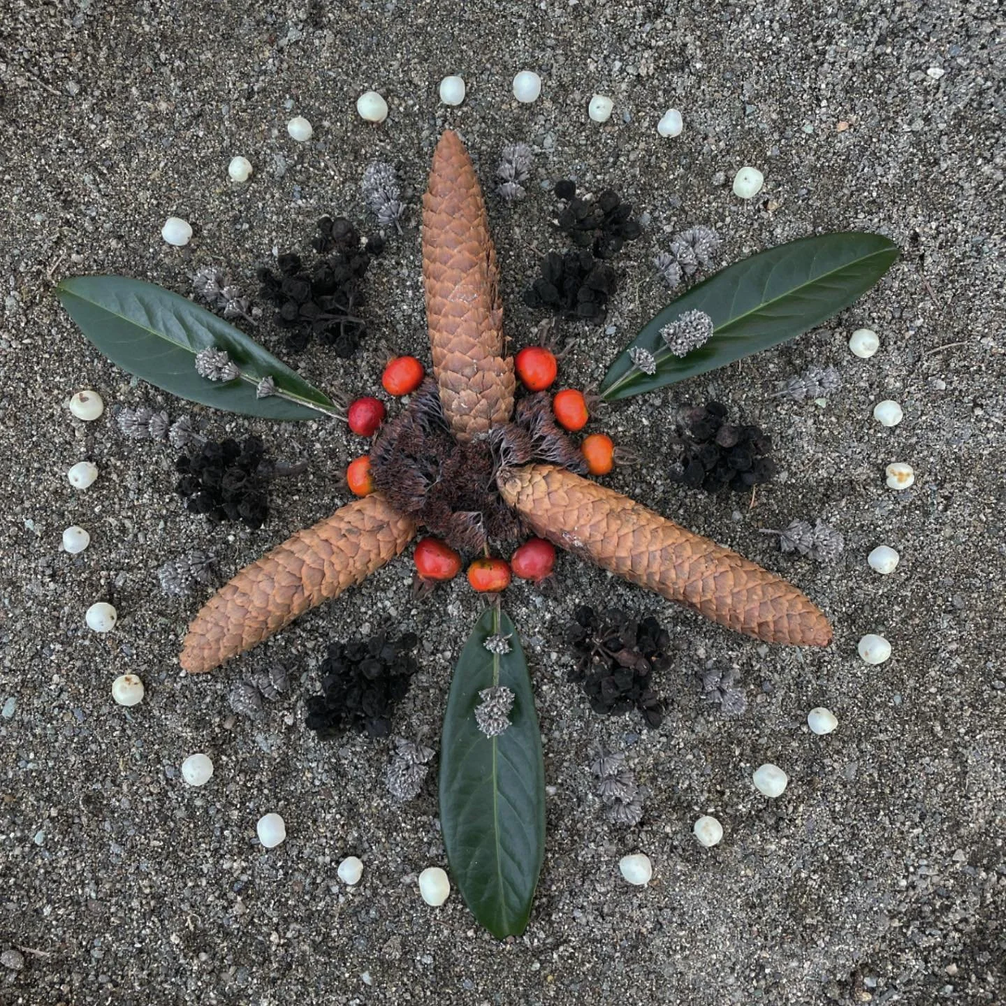 Suburban neighborhood collection of nature.  #natureart #naturemandala #morningalters #mandala