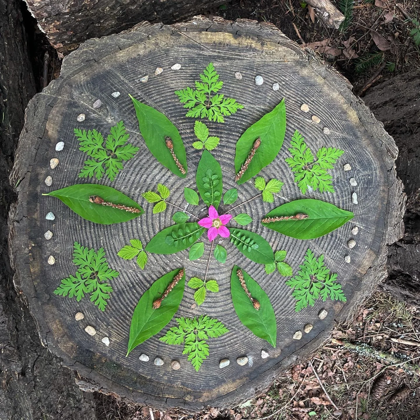 Working with new, tender, spring leaves is a practice in gentleness. Filled my soul and brightened my day with the forest today 💚. #natureart #springleaves #naturemandalas #mandala