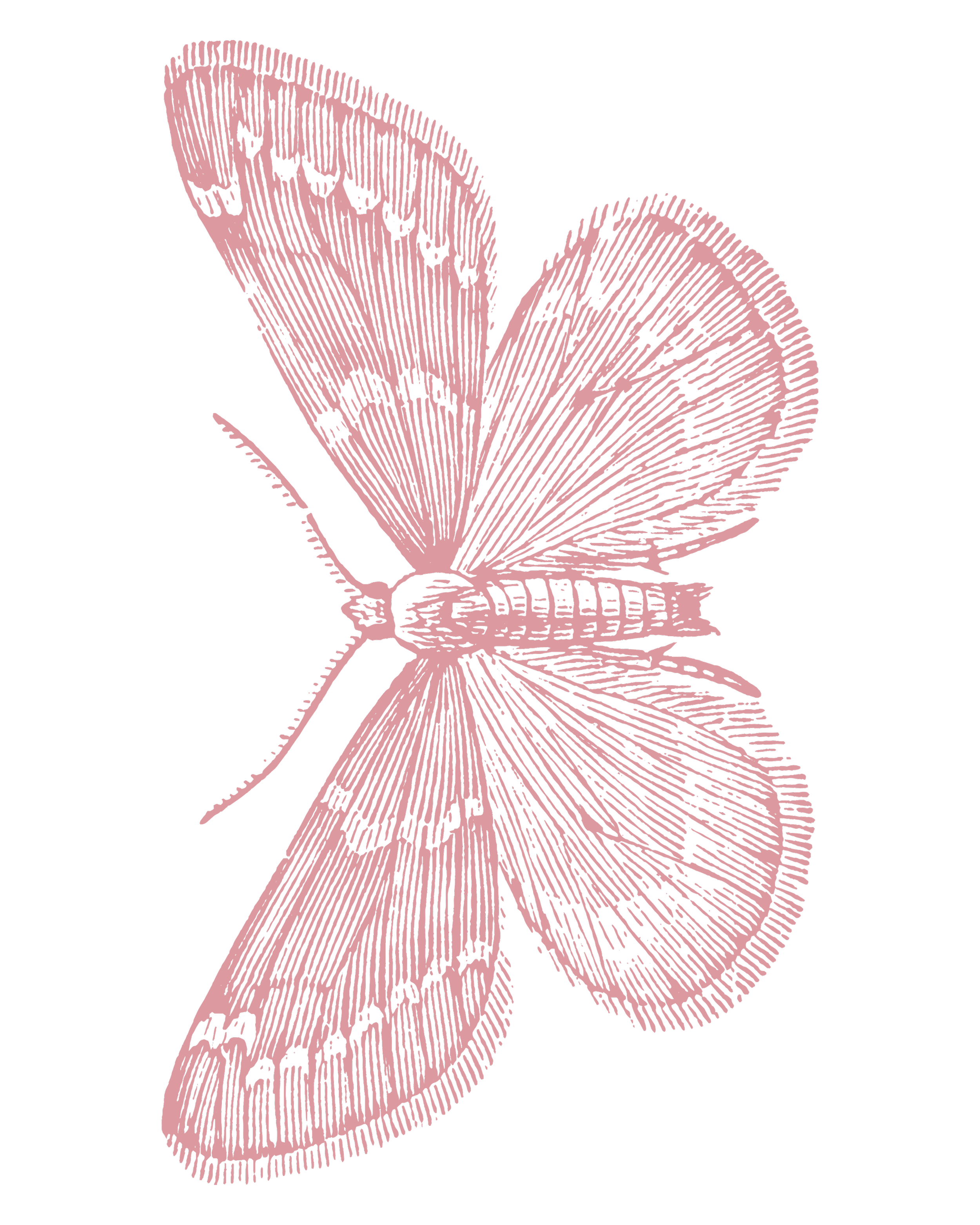 Illustration of two pink ginkgo leaves with detailed vein patterns on a black background.