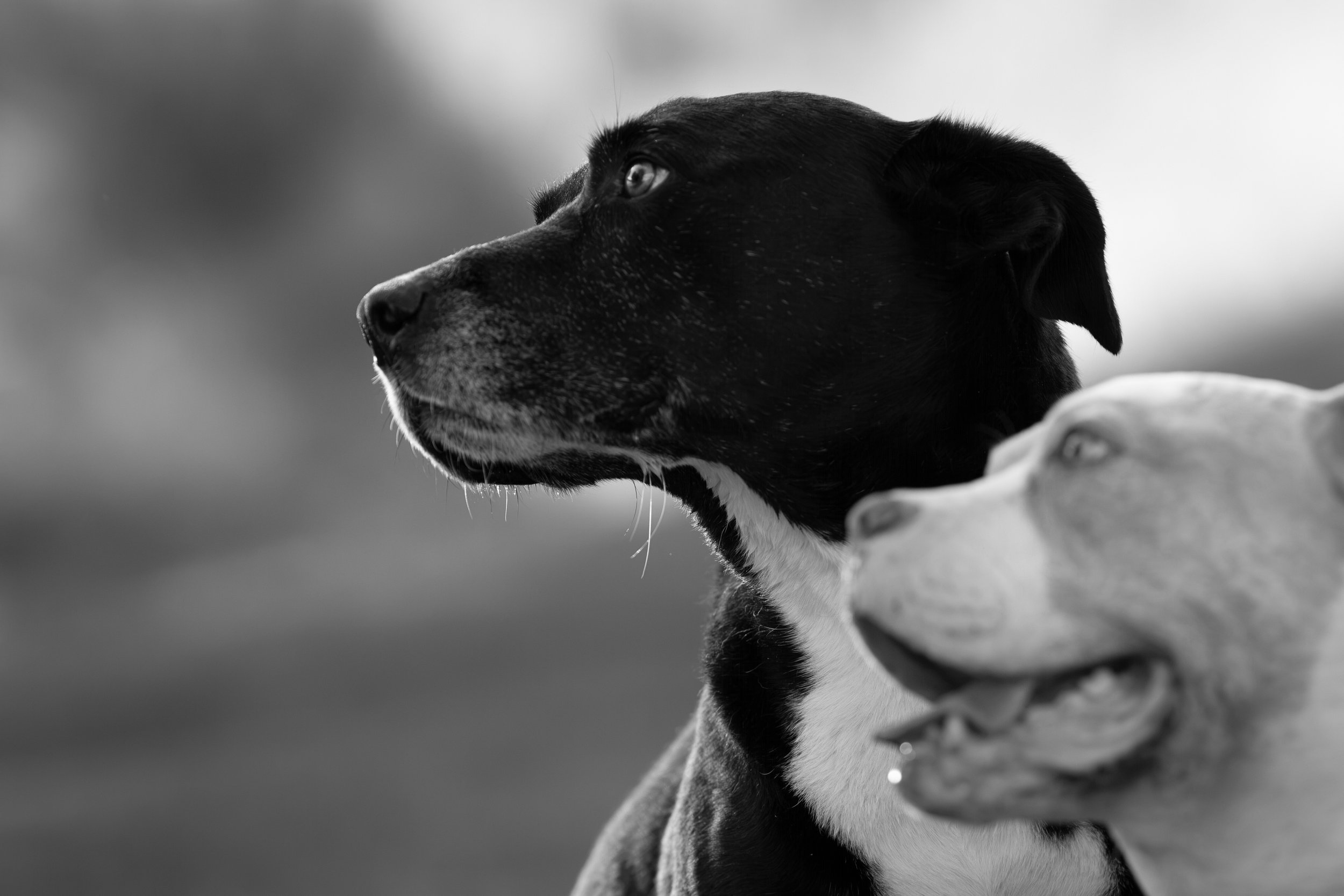 B&W.jpg