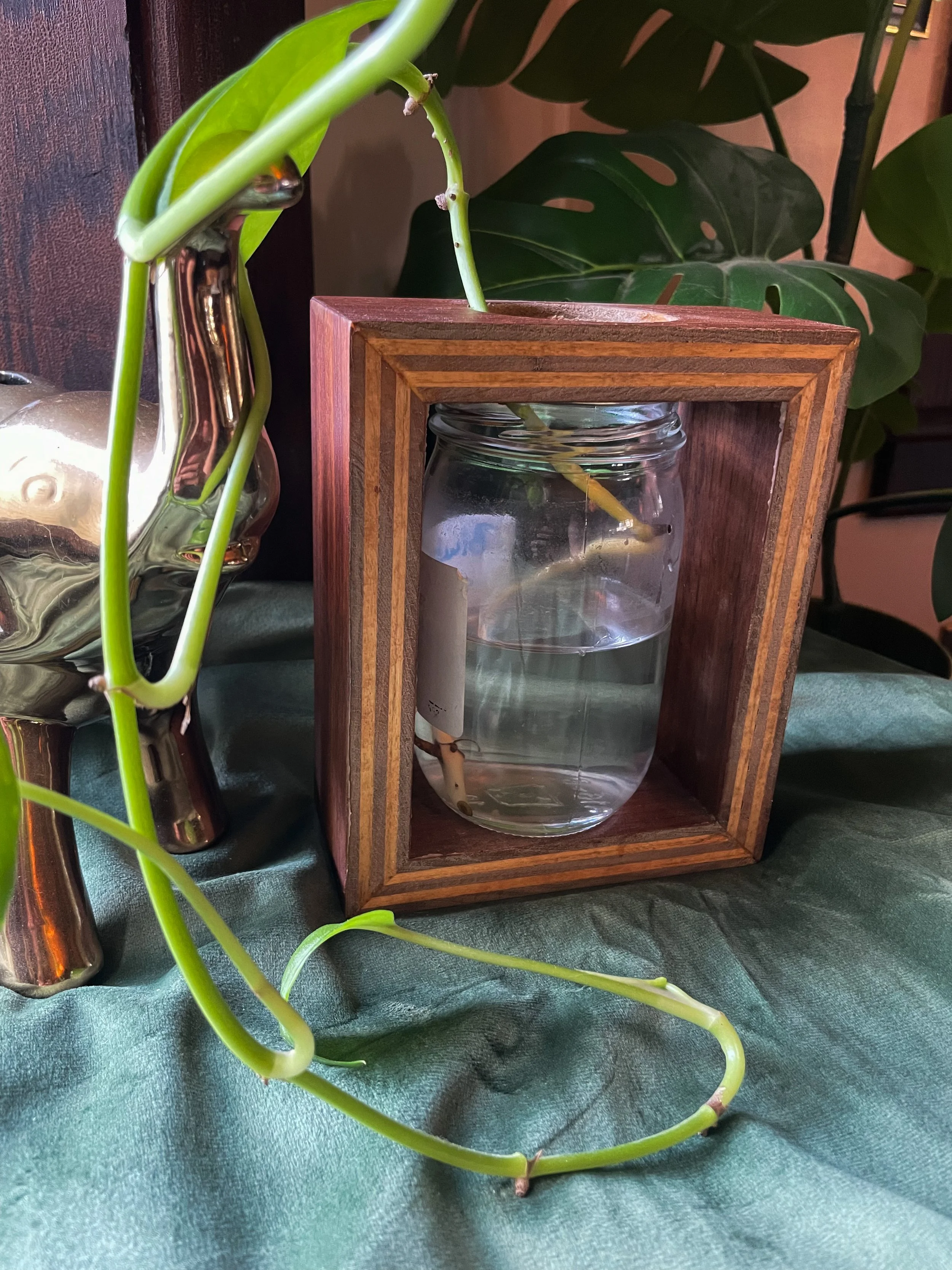 A green vine plant in a glass jar with water, placed inside a wooden frame on a cloth surface with other plants and a metallic object nearby.
