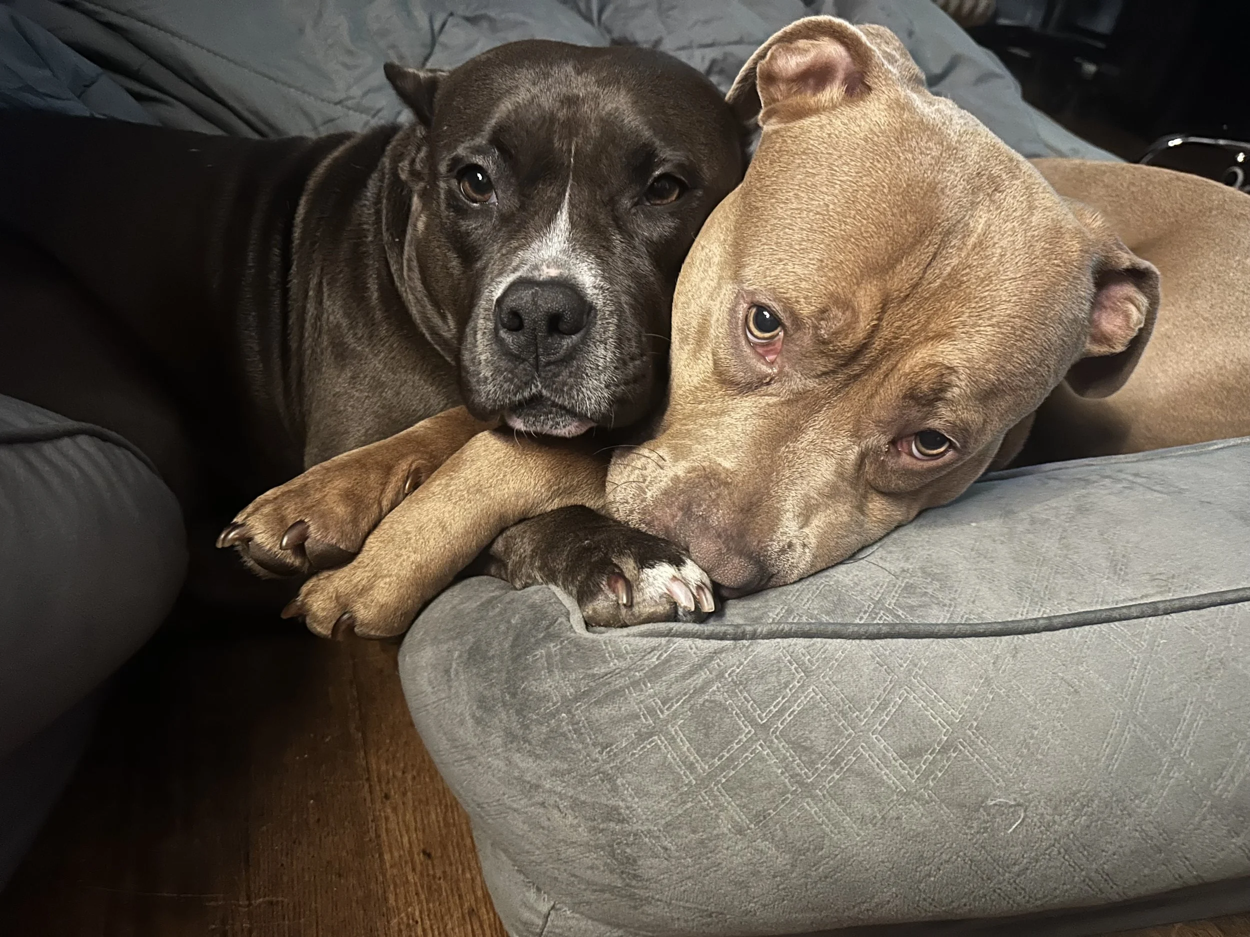 Two puppies lying close together on a gray quilted blanket, one with a dark coat and white markings, and the other with a light brown coat.