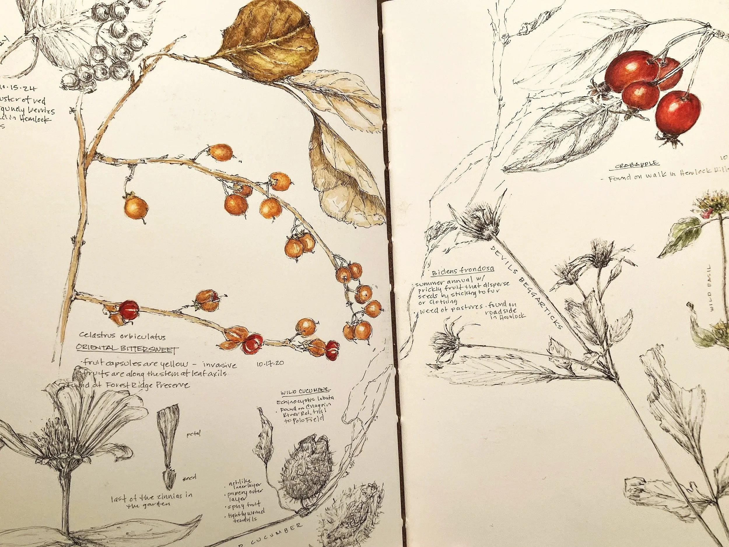 Sketches of various plants, including berries, leaves, flowers, and cucumbers, with handwritten notes and descriptions.