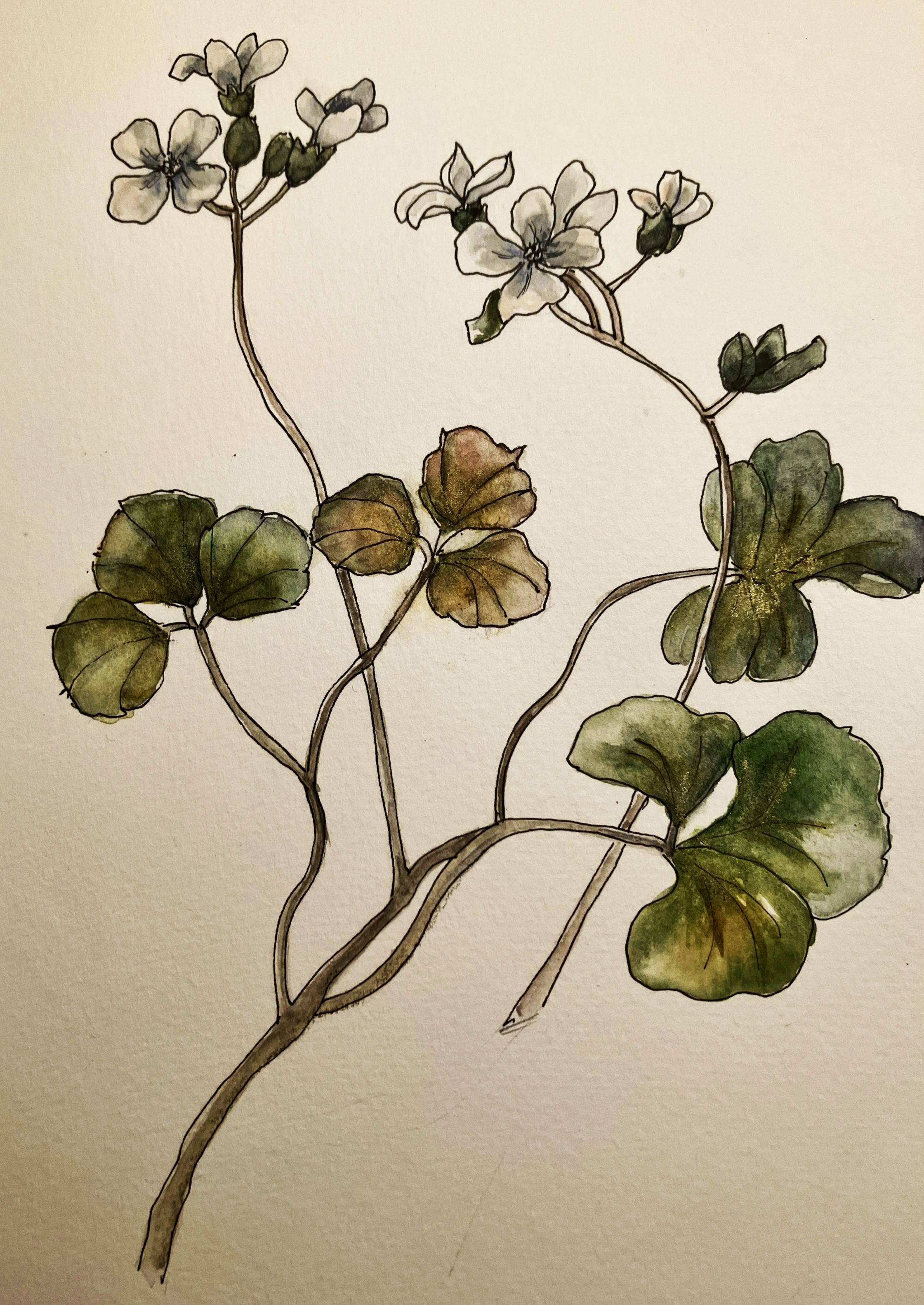 A watercolor illustration of a plant with roots, green leaves, and white flowers on a light background.