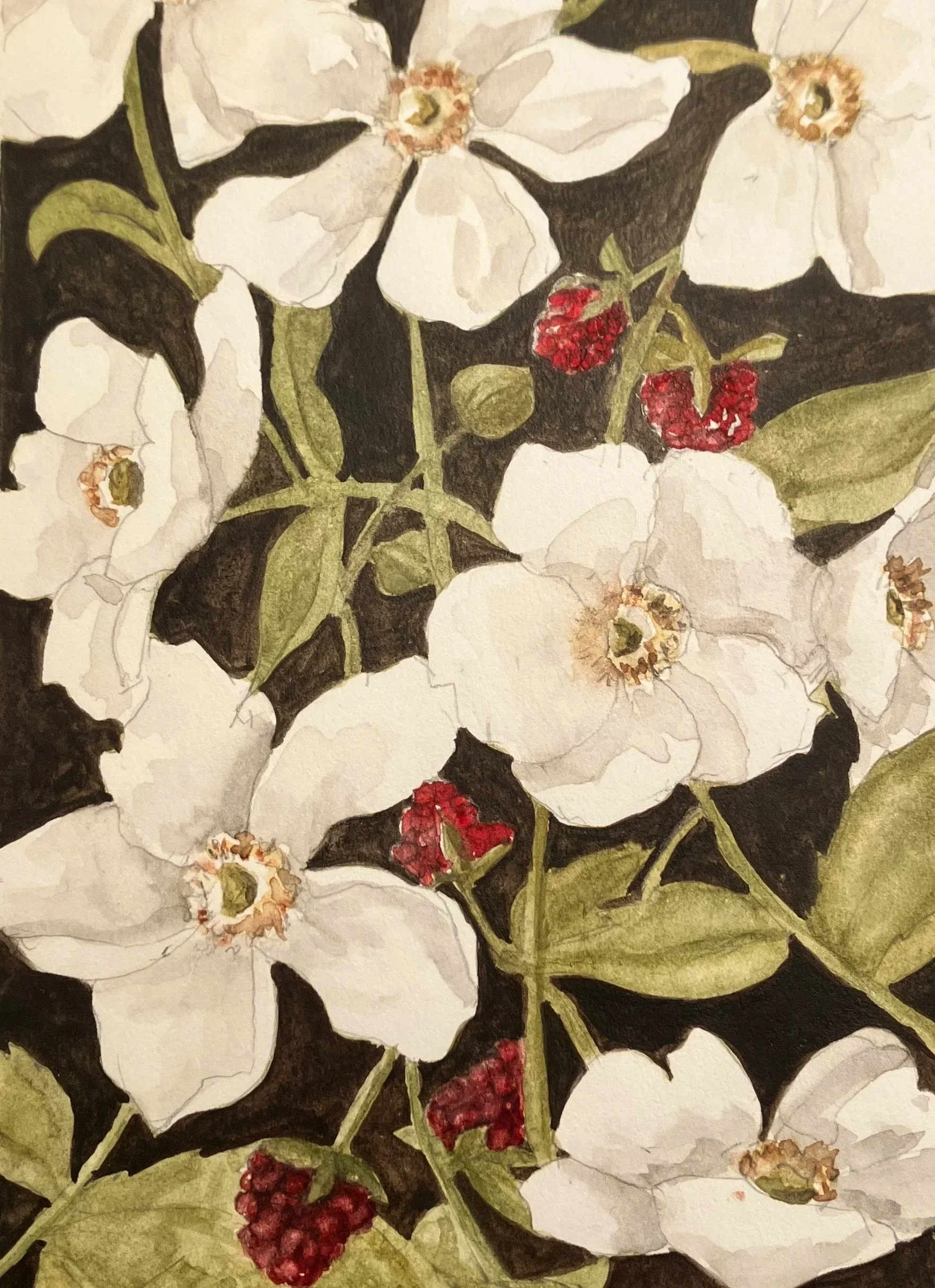 A watercolor painting of white flowers with yellow centers and red berries, surrounded by green leaves and dark background.
