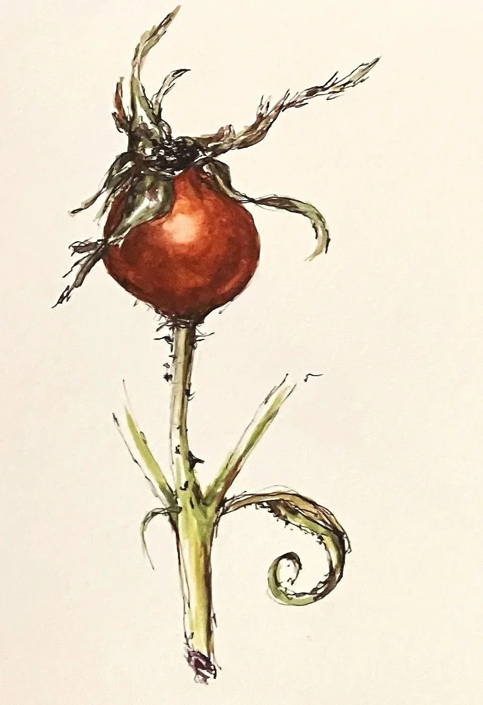 A botanical illustration of a plant with a red rosehip and green, spiky leaves and stems, some of which are curling.