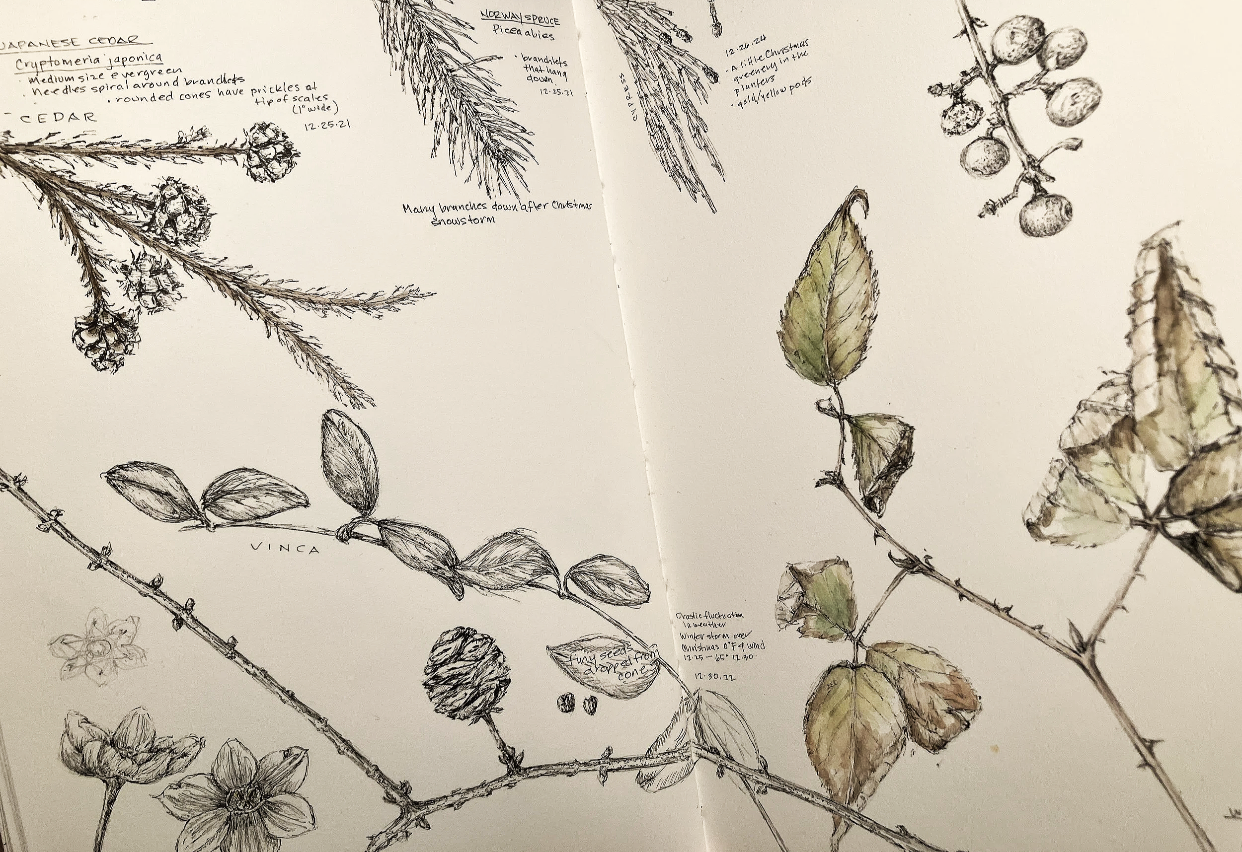 A sketchbook page with pencil drawings and handwritten notes of various plant species, including cedar, juniper, and berries, with some colored accents.