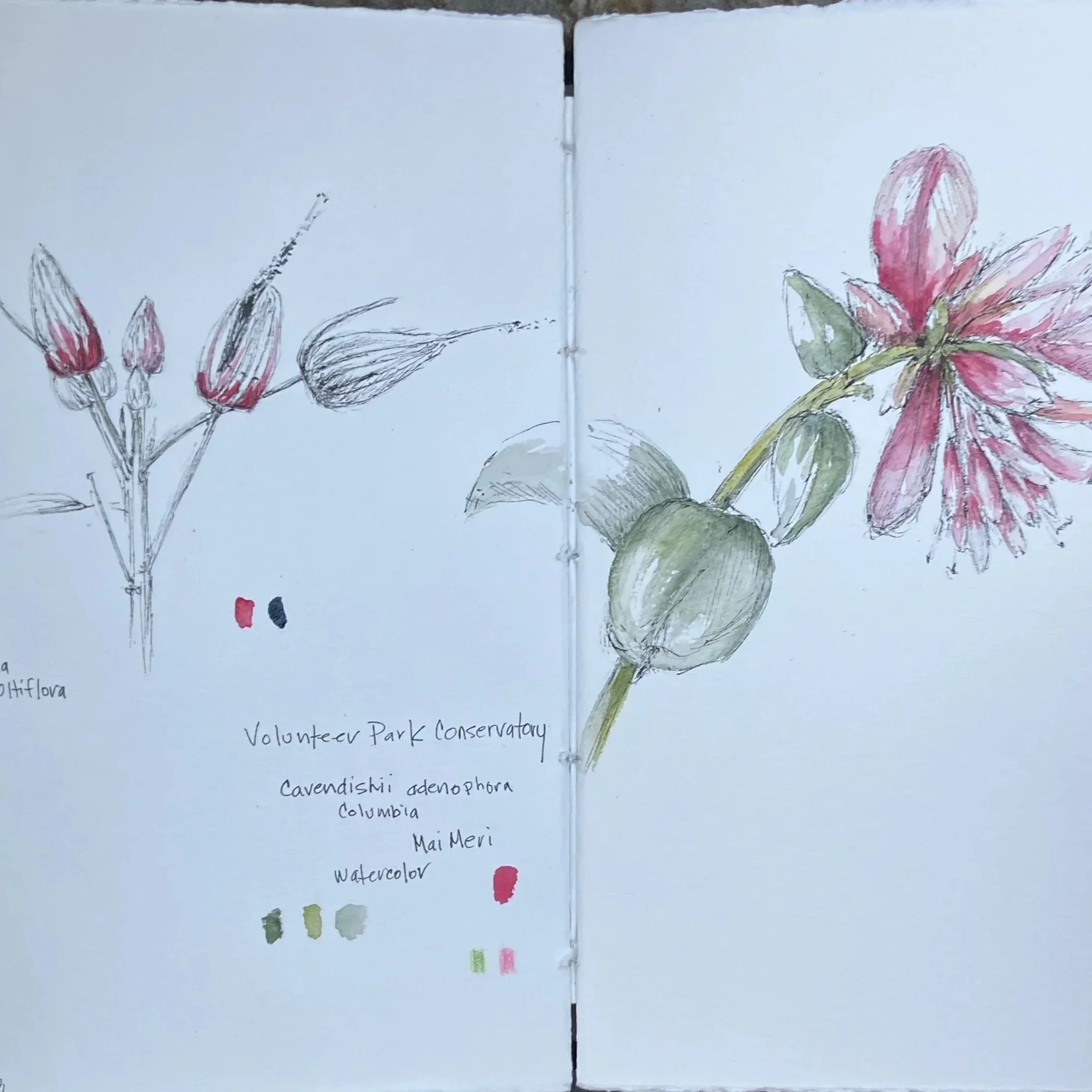 A sketchbook with two pages featuring botanical illustrations. The left page has a sketch of a plant with three red buds and black stem details, with color swatches of red, black, and green at the bottom. The right page displays a colored watercolor illustration of a pink flower with green leaves, along with handwritten notes mentioning 'Volunteer Park Conservatory,' 'Cavendishia adenophylla,' 'Columbia,' 'Mai Meri,' and 'Watercolor.'