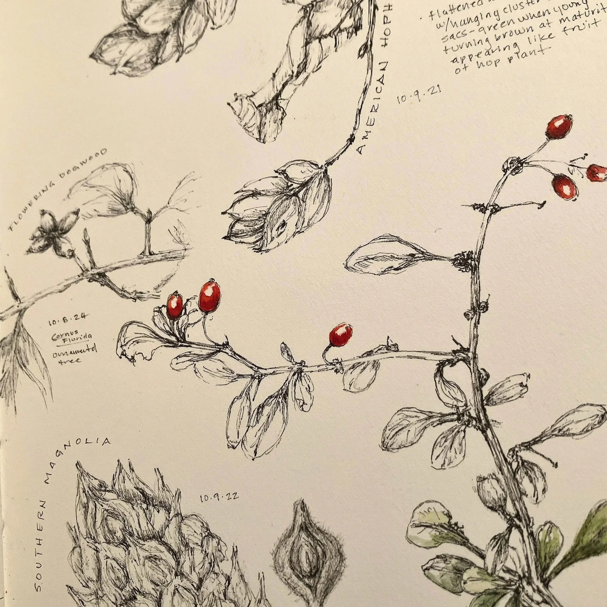Sketch of various plants, including a branch with green leaves and red berries, and another branch with small red berries. Handwritten notes and dates are visible on the paper, with some cursive text and scientific names of plants.