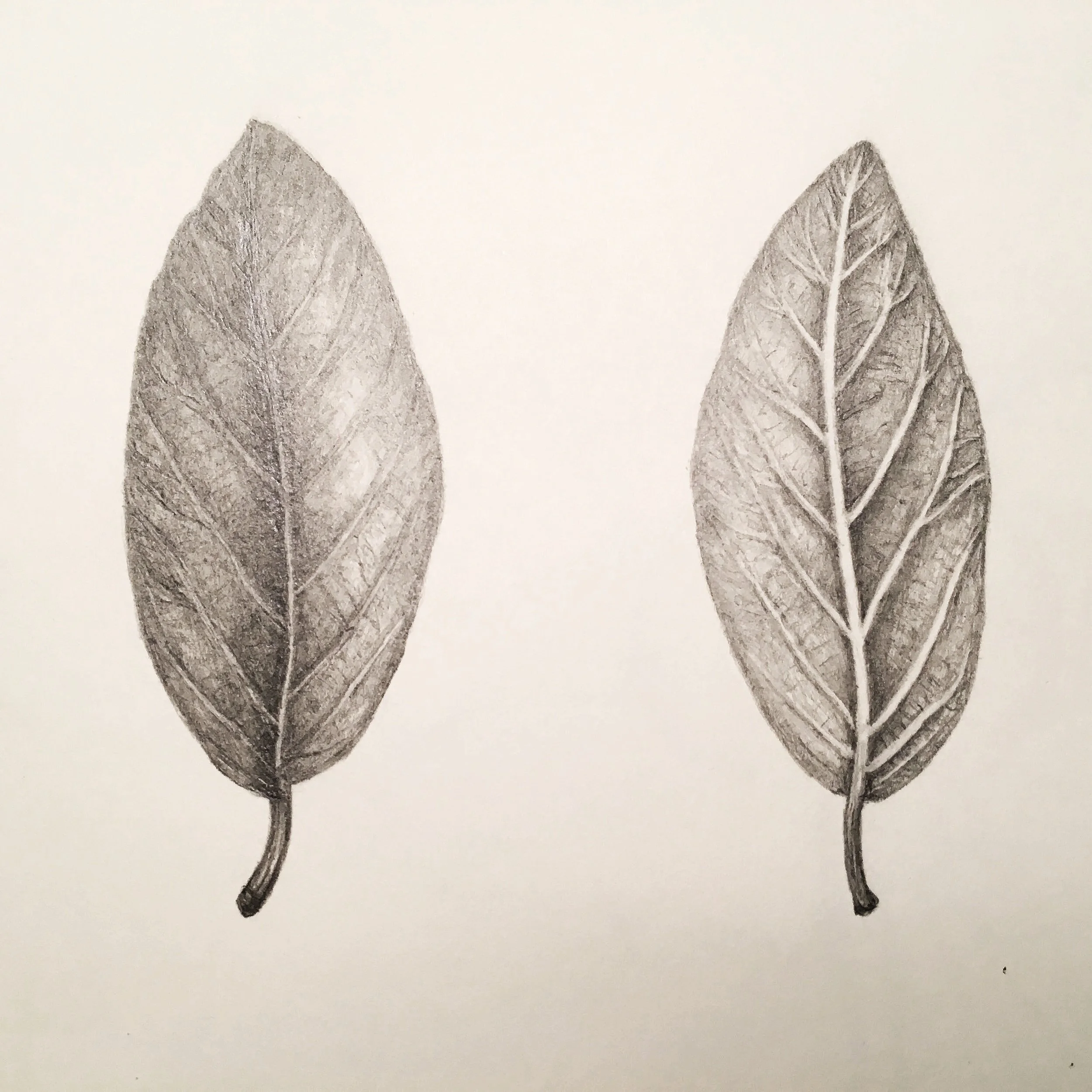 A graphite pencil illustration of three leaves with detailed vein patterns, oriented vertically with pointed tips.