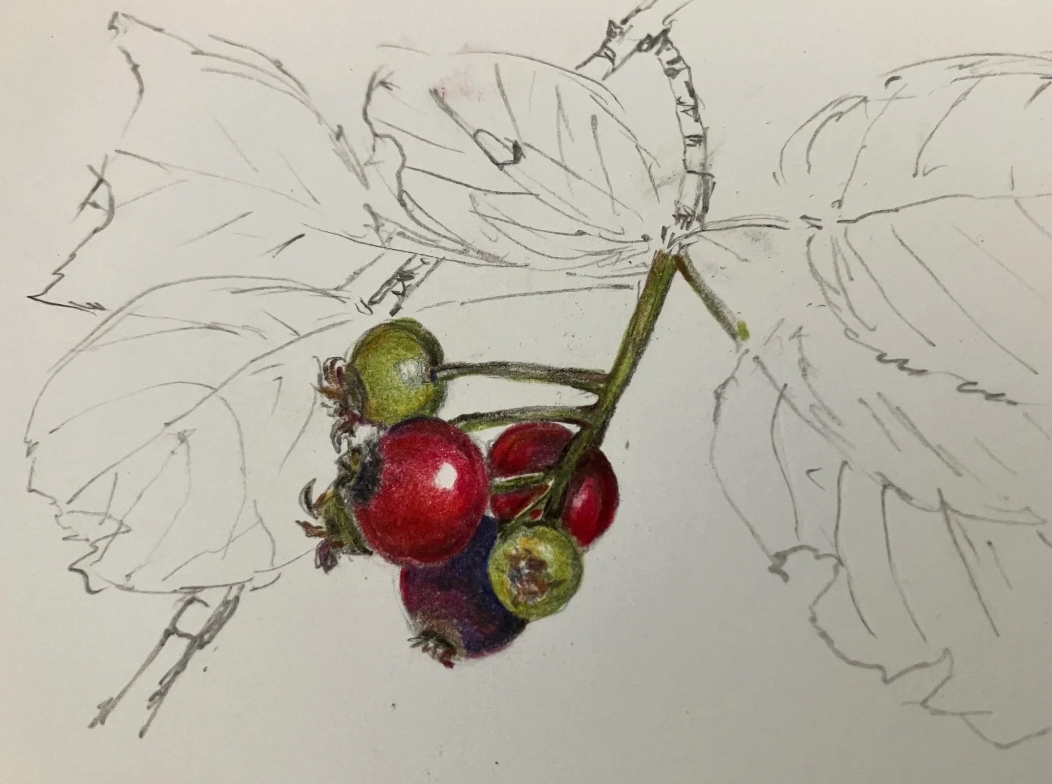 A partially completed colored drawing of a bunch of ripe red and green grapes on vine leaves. The drawing includes sketches of the leaves and stems in black pen.