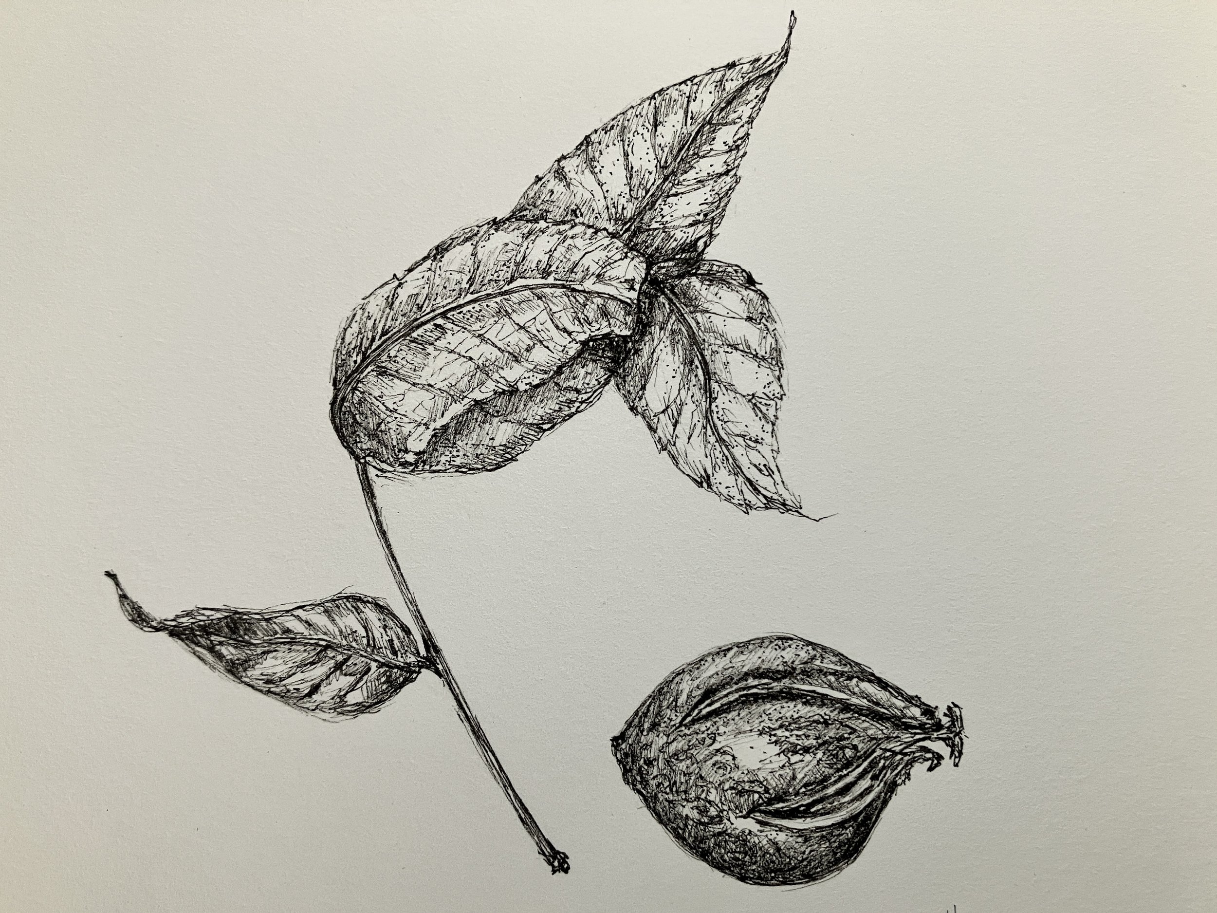 Black ink drawing of a plant with several detailed leaves and a curved stem.