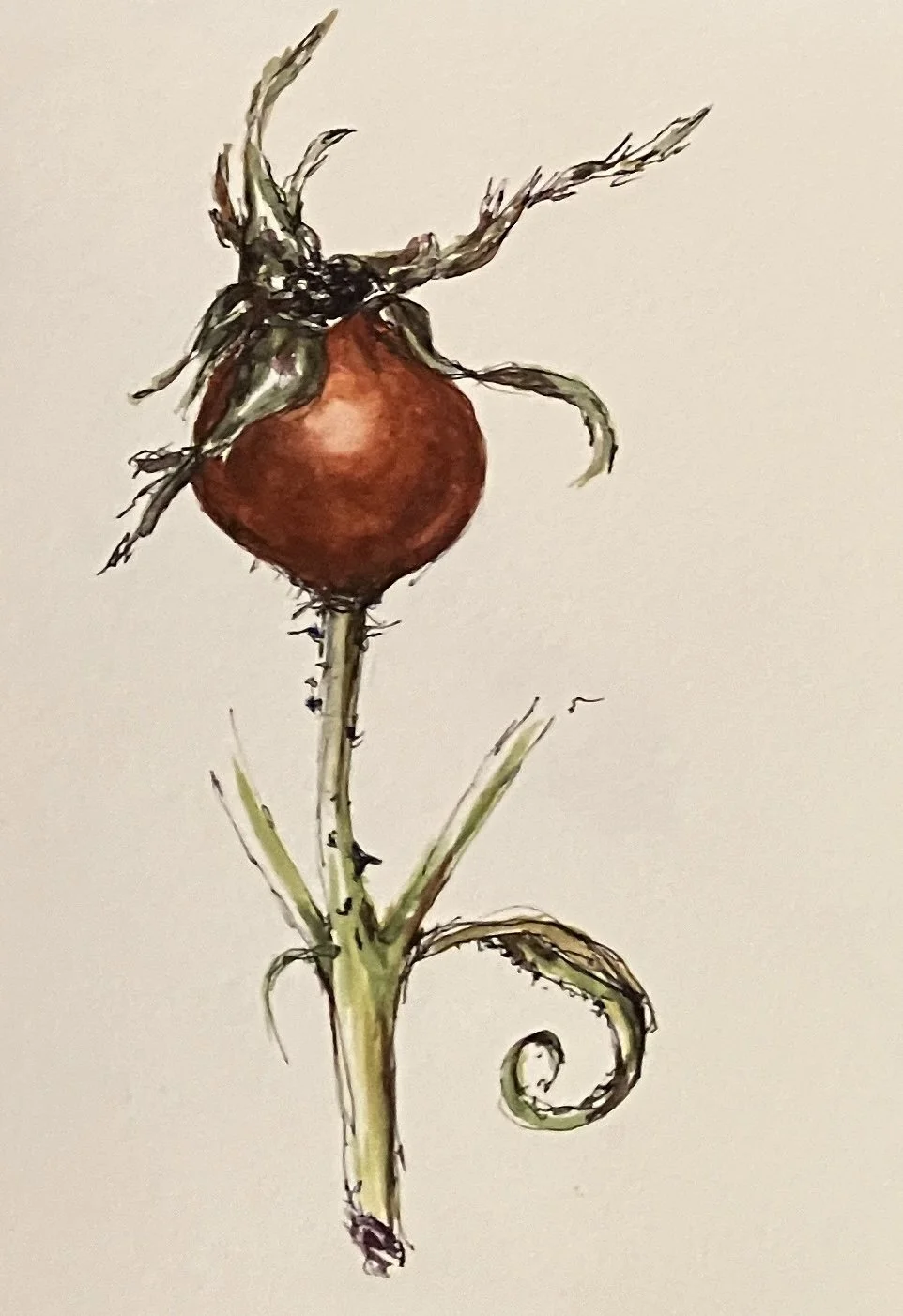 A detailed illustration of a rose plant with a large red rosebud at the top, accompanied by green leaves and a curling stem, drawn with expressive, sketch-like lines.