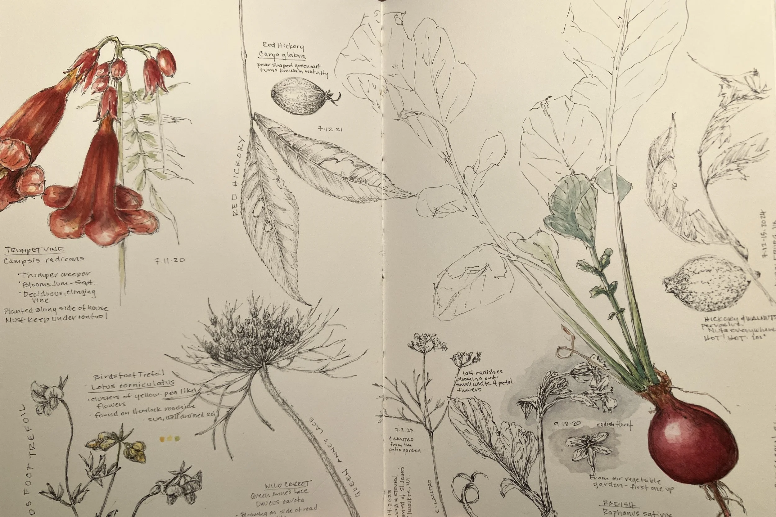 A sketchbook or journal page with detailed botanical illustrations of various plants, including a red trumpet vine, a hawthorn berry, a sunflower, and other plant species, with handwritten notes and labels.