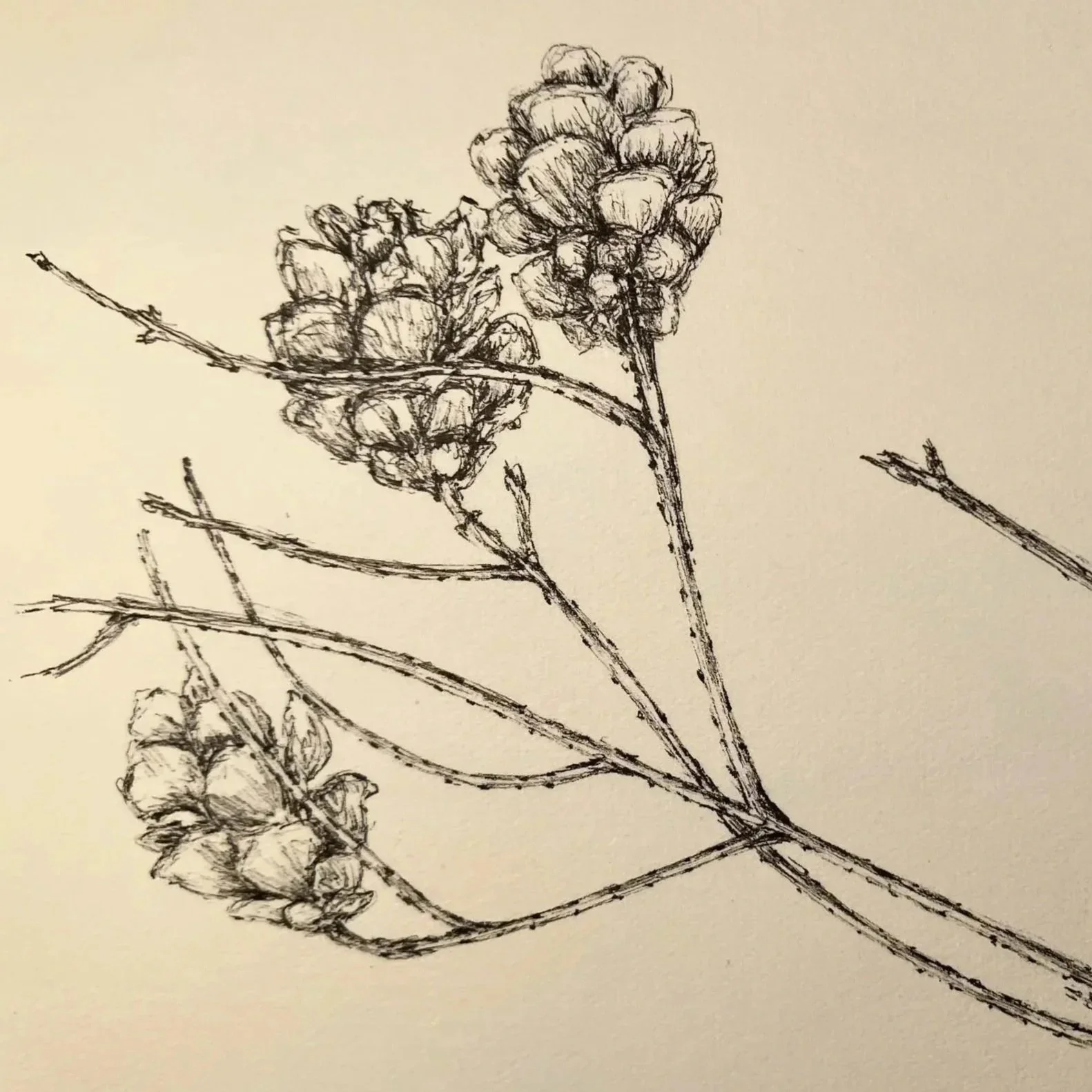 Black ink sketch of a branch with clusters of berries and leaves on a light background.