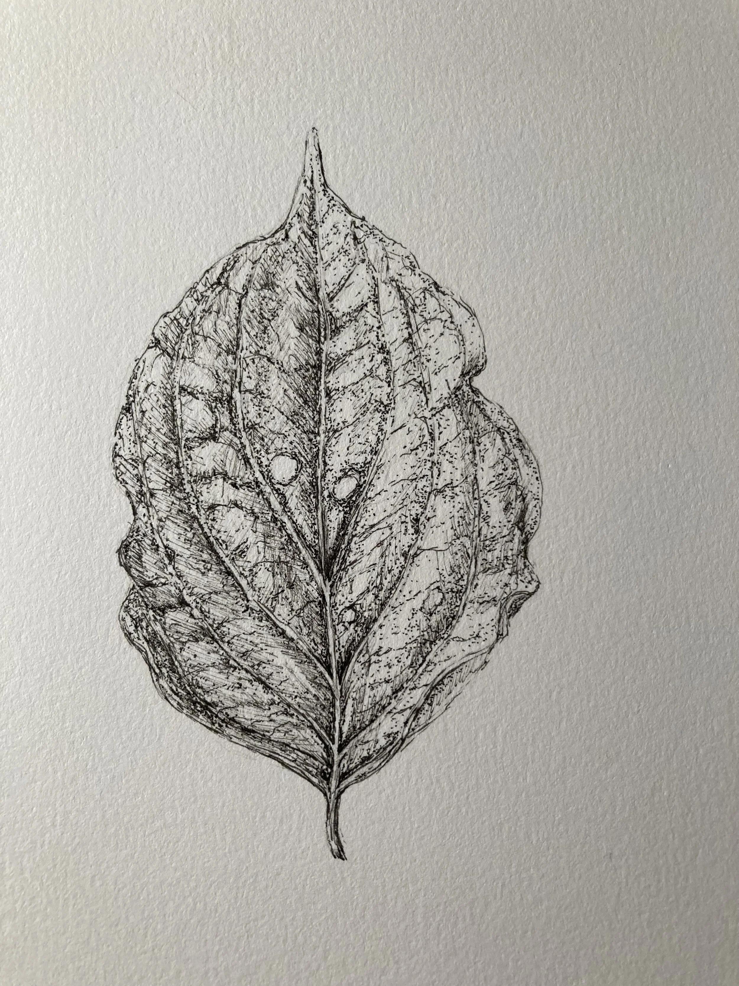 Hand-drawn black ink pen sketch of a leaf with detailed veins and texture.