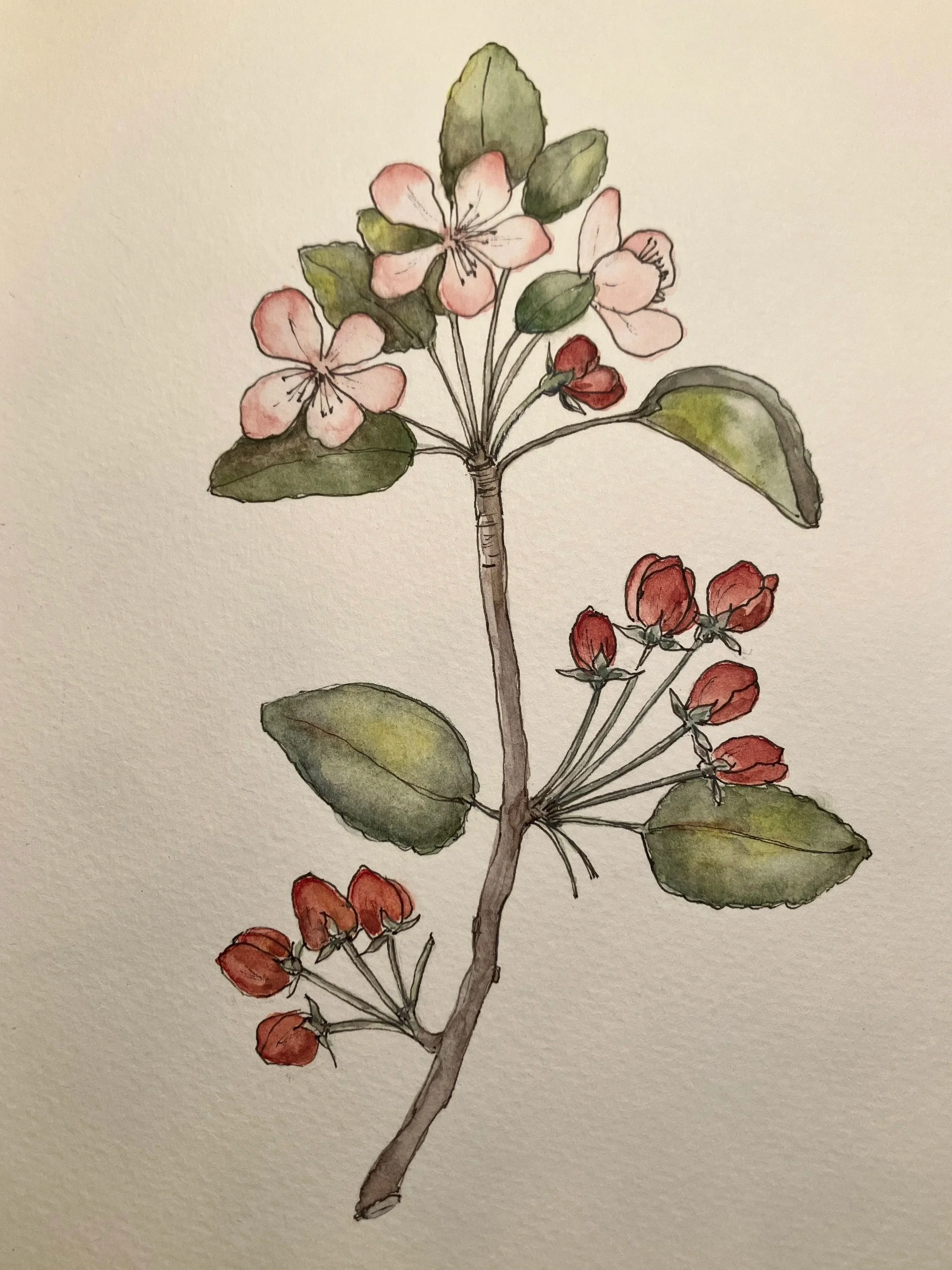 A watercolor illustration of a flowering branch with pink and red blossoms and green leaves on a plain background.
