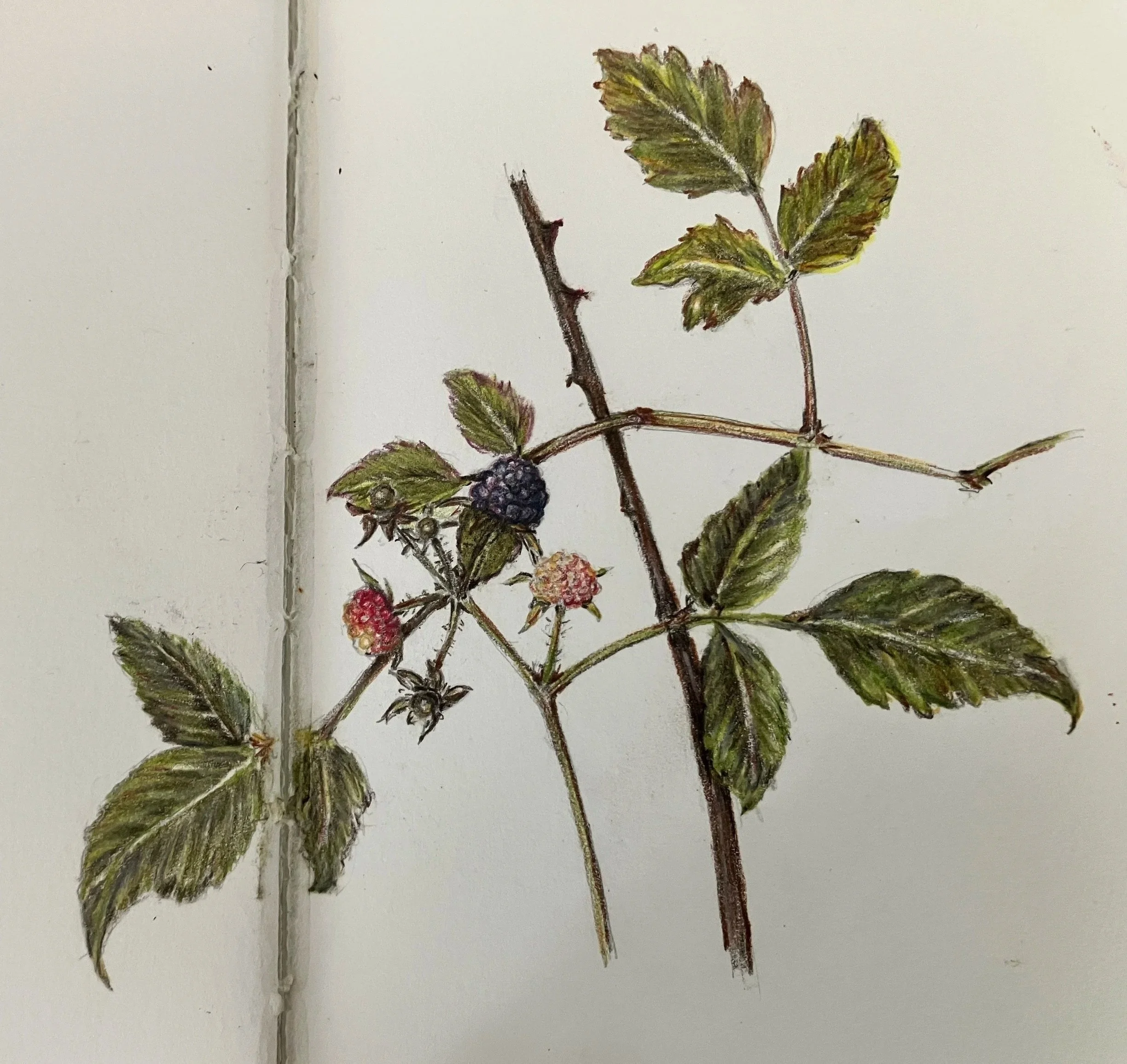 Watercolor illustration of a raspberry plant with green leaves and small clusters of berries, drawn on a white background.