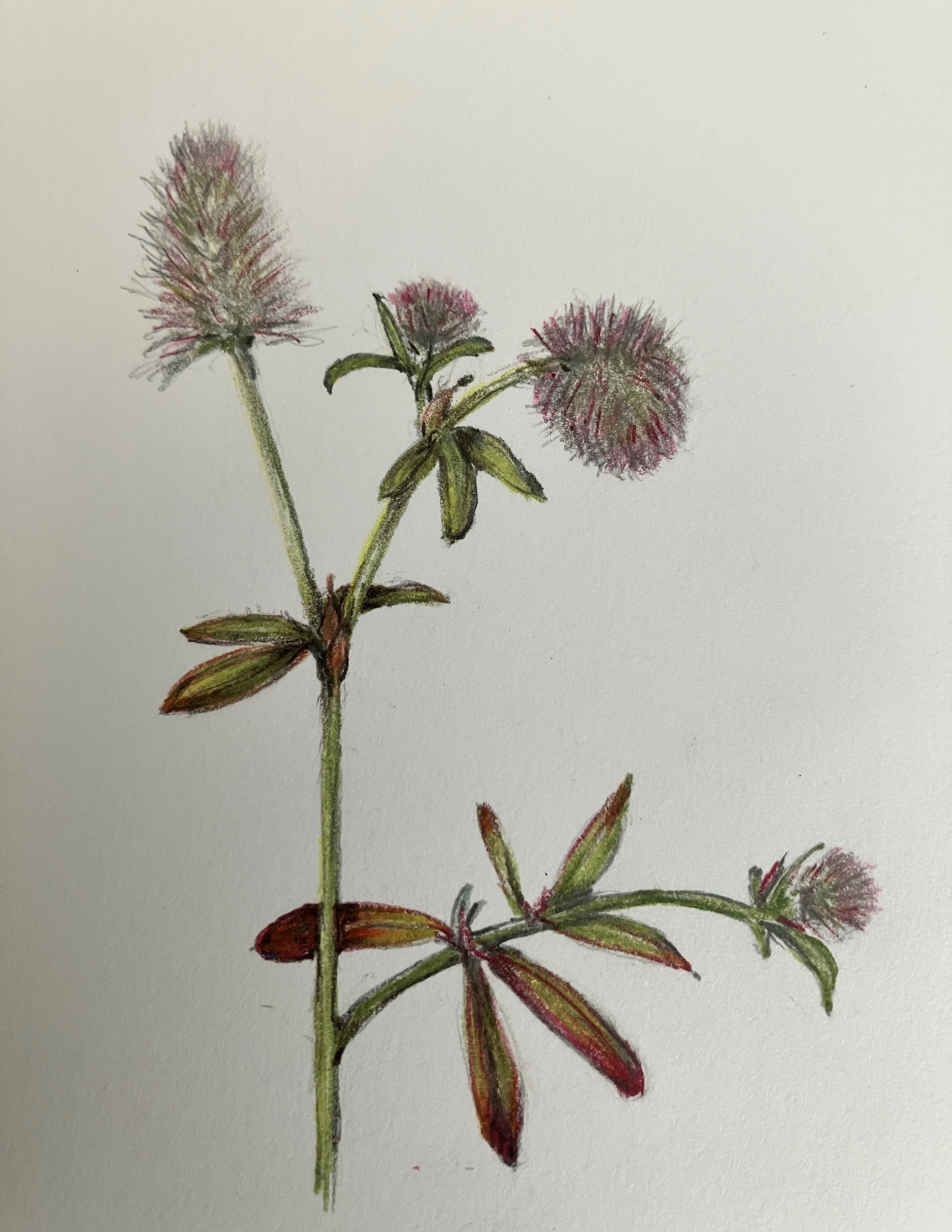 A detailed botanical illustration of a plant with three fluffy, pinkish-purple flowers and various green and red leaves.