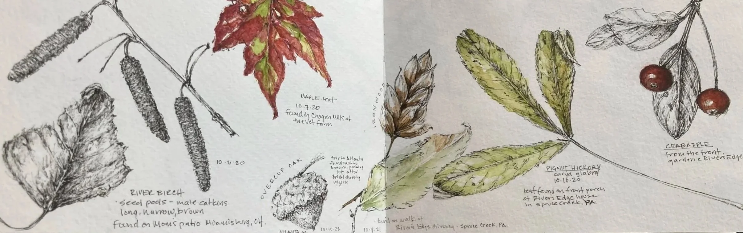 A mixed-media illustration of various autumn leaves and plants, with handwritten notes and dates. The illustration includes detailed sketches and watercolor of river birch seed pods, maple leaf, overcup oak, ironwood, pignut hickory, and crabapple, each labeled with descriptions and where they were found.