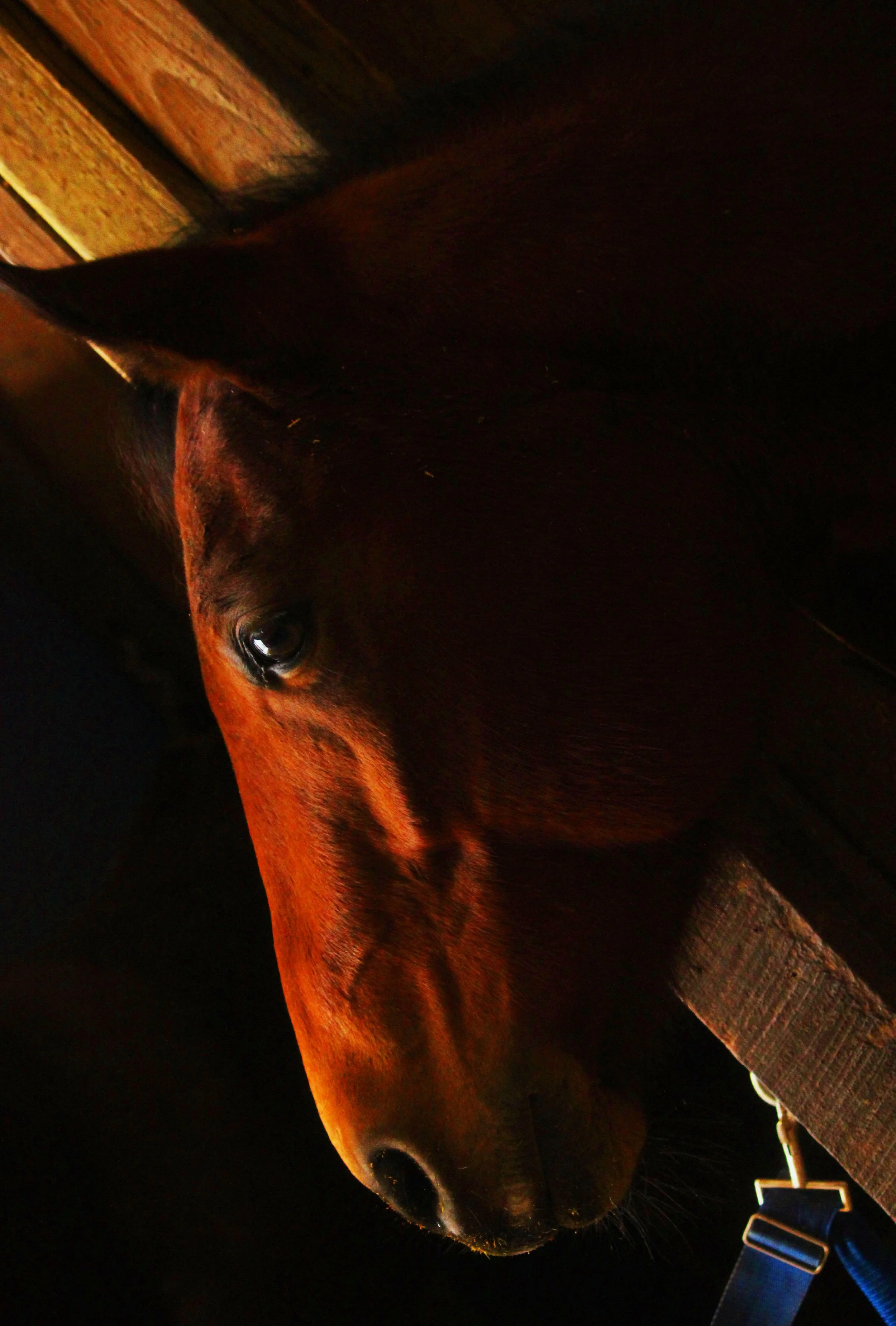 war horse 2.jpg