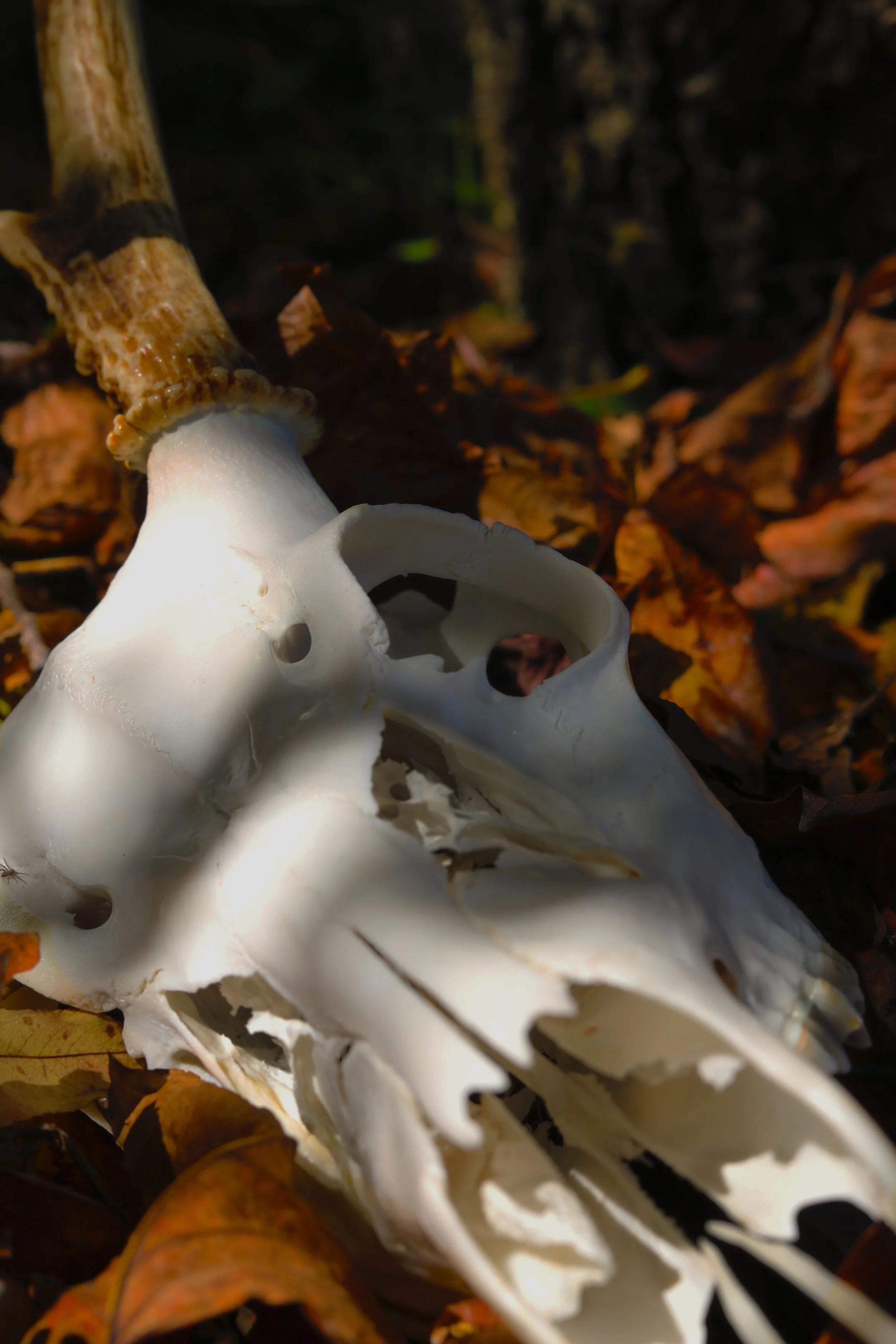 Spooky Season.jpg