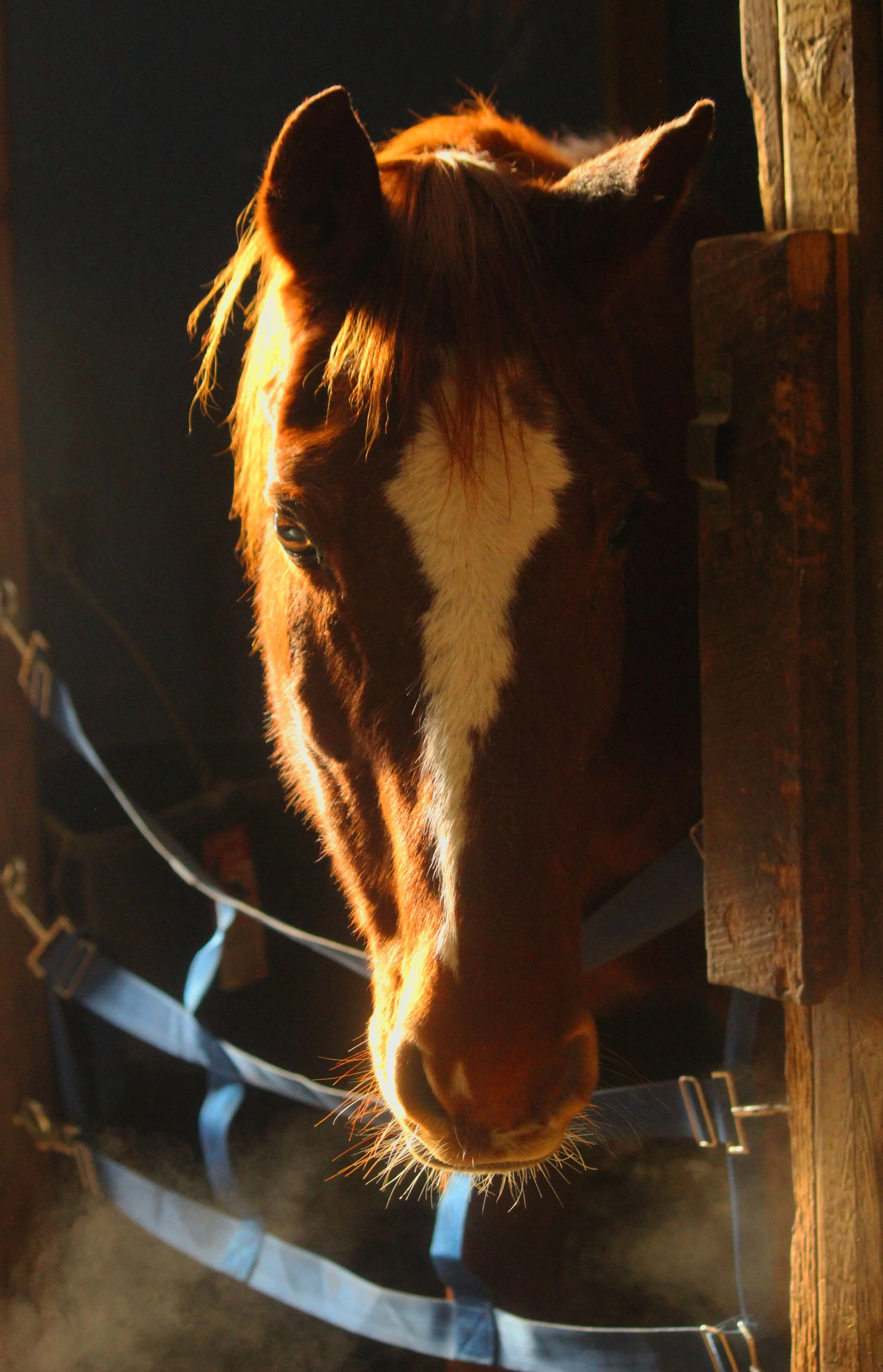 smokey horse.jpg