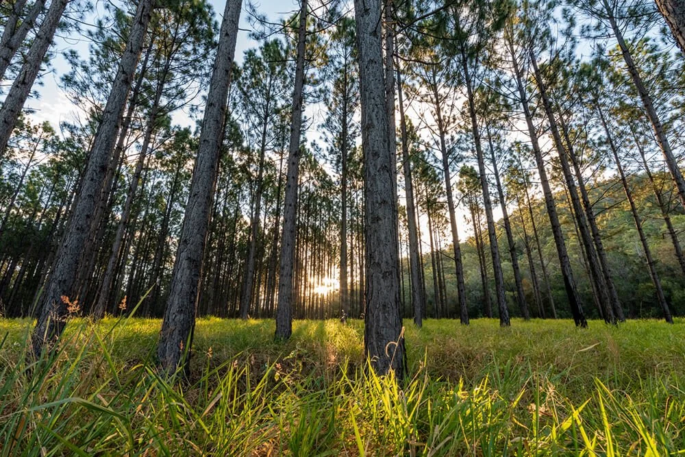 A forest of tall, thin trees with sunlight filtering through the branches and lush green grass on the ground.