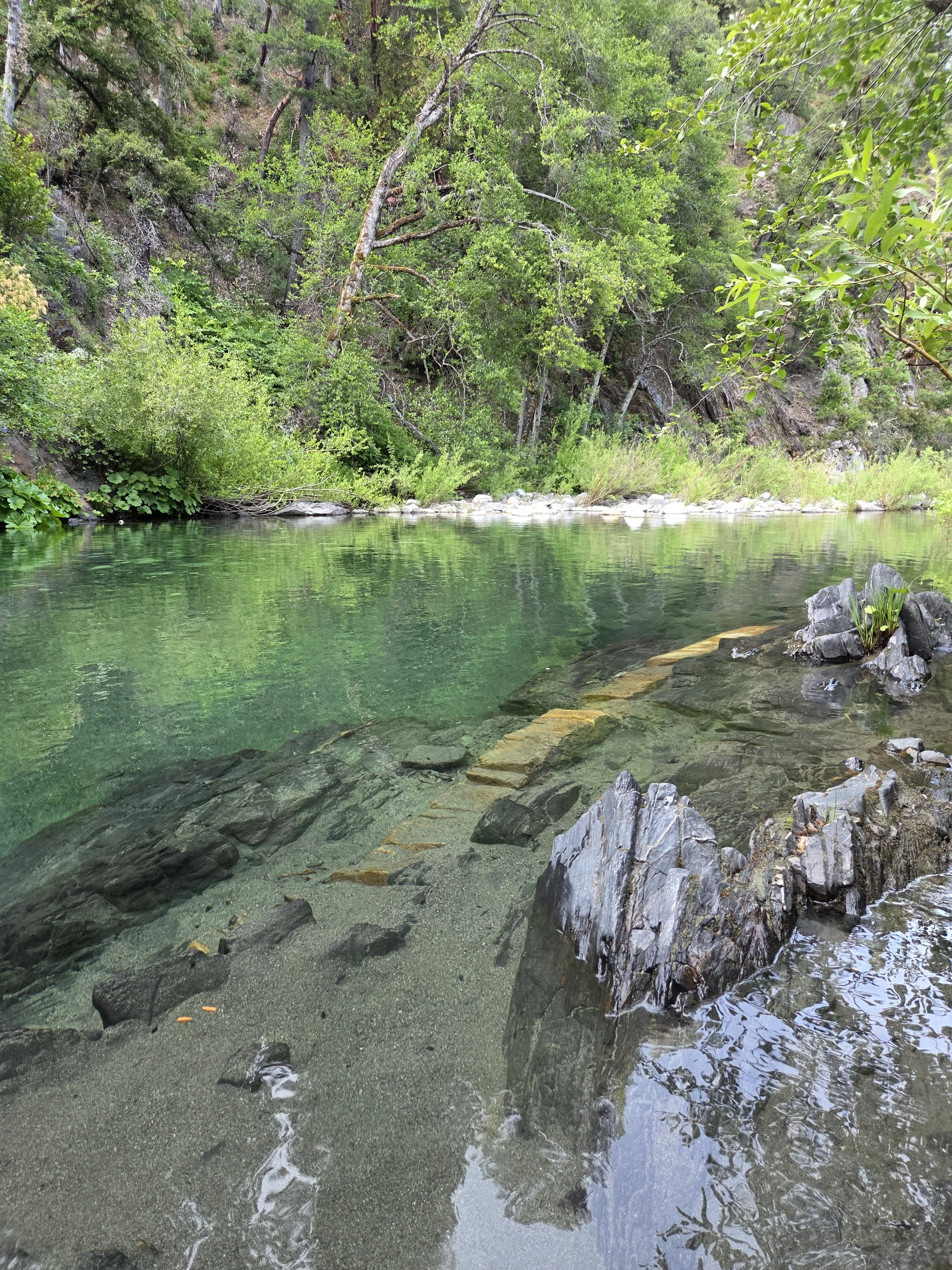 A river with clear green water flowing over rocks and a rocky shore, surrounded by dense green trees and foliage.