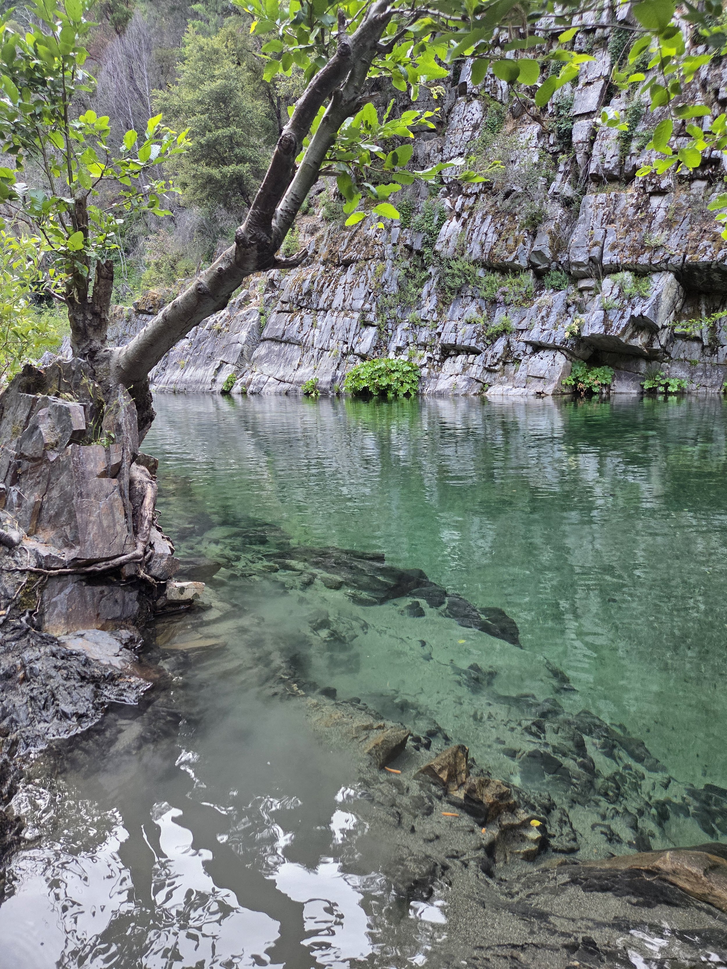 A peaceful river flowing through a rocky landscape with a slanted tree leaning over the water, green bushes on the rocks, and a cliff in the background with various trees and foliage.