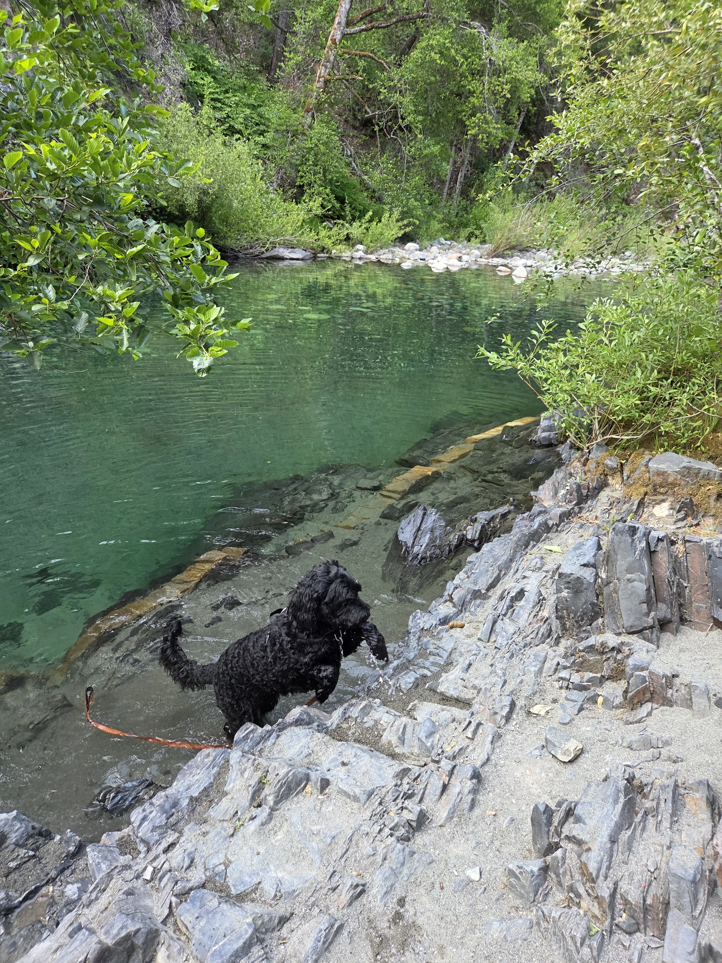 A black dog standing on a rocky shoreline next to a body of water surrounded by dense green trees and bushes.