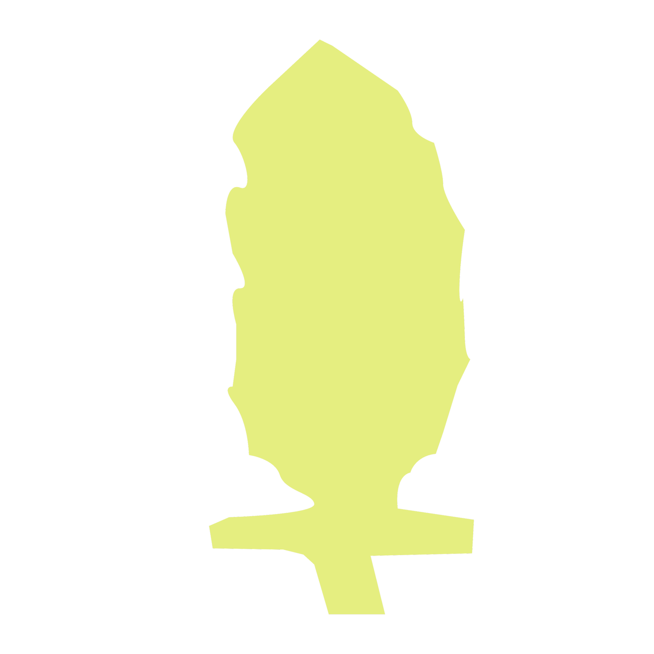 Australian native flower