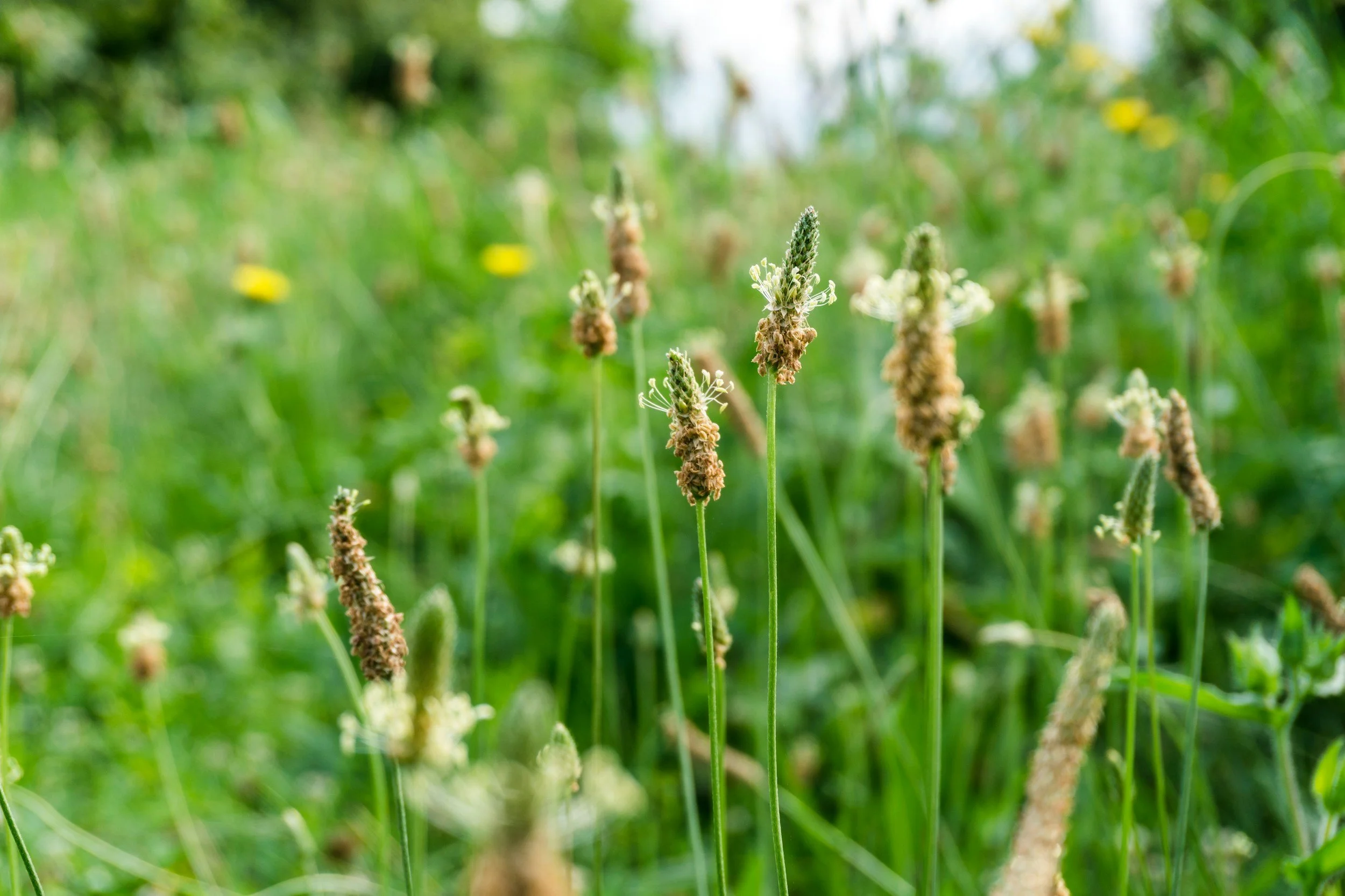 Close-up of tall green grass and flowering plants with small white flowers on purple-green stalks, outdoors in a natural setting.