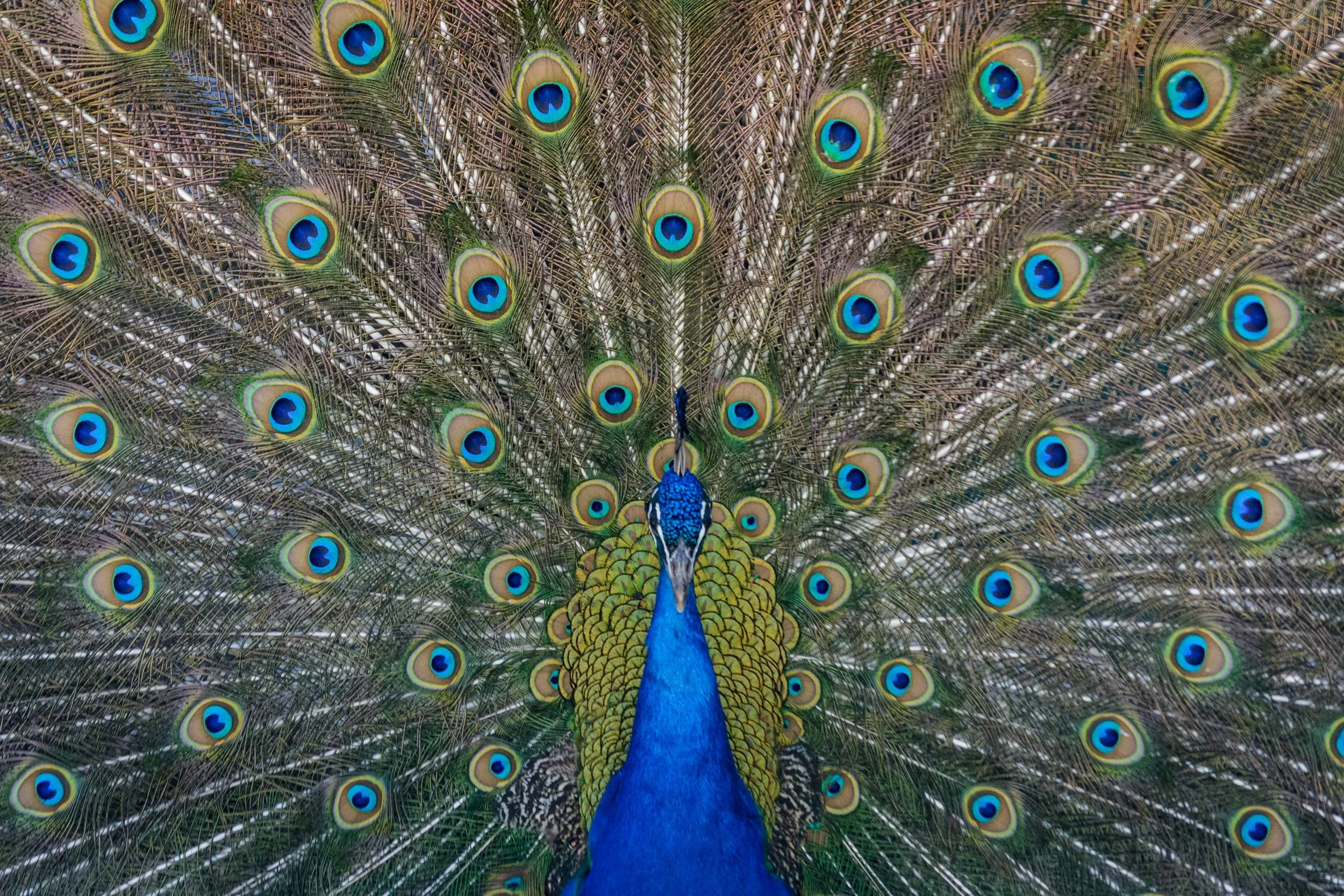 Are They A Narcissist?