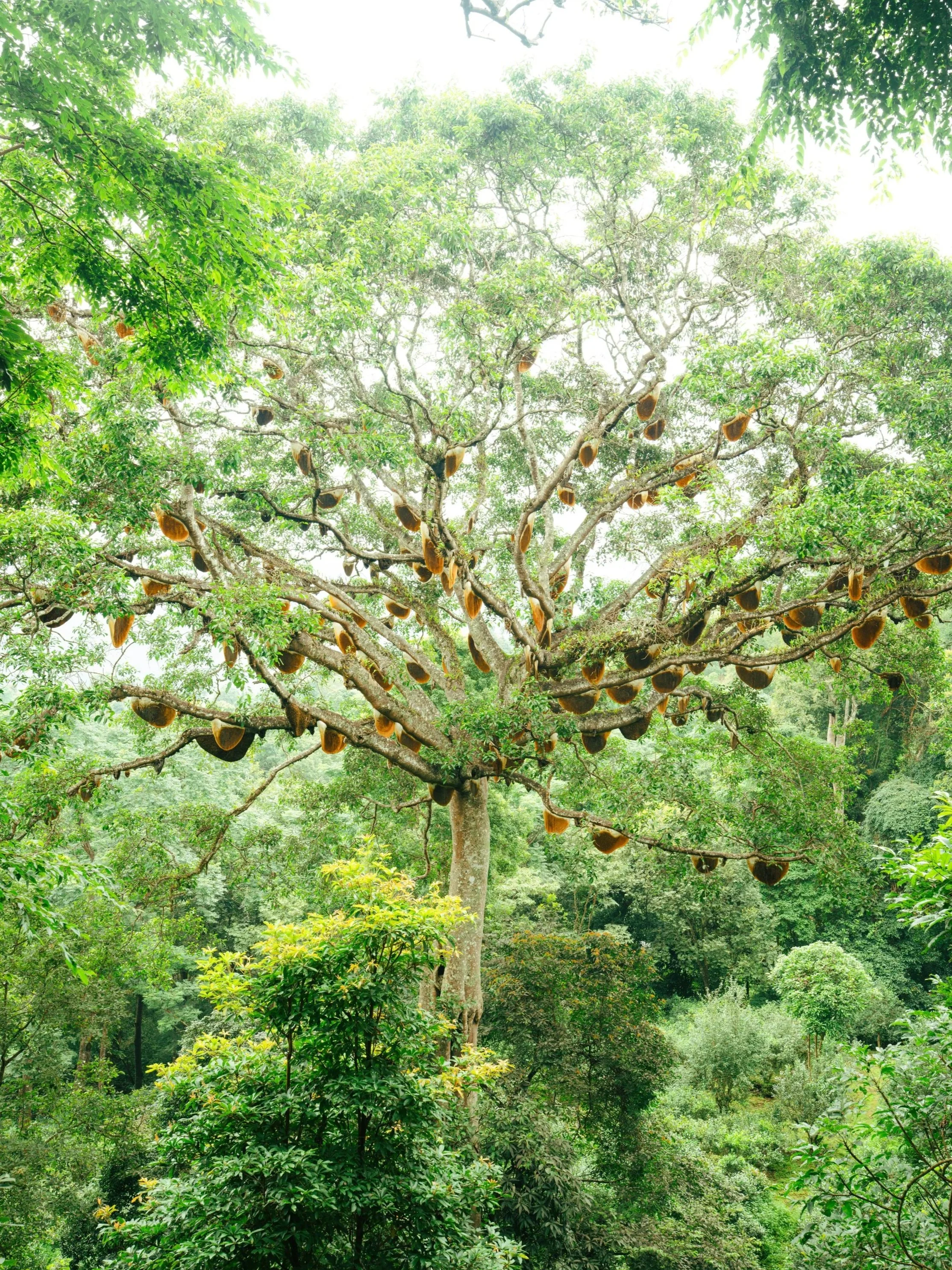 Cloud Forests & Border Tables