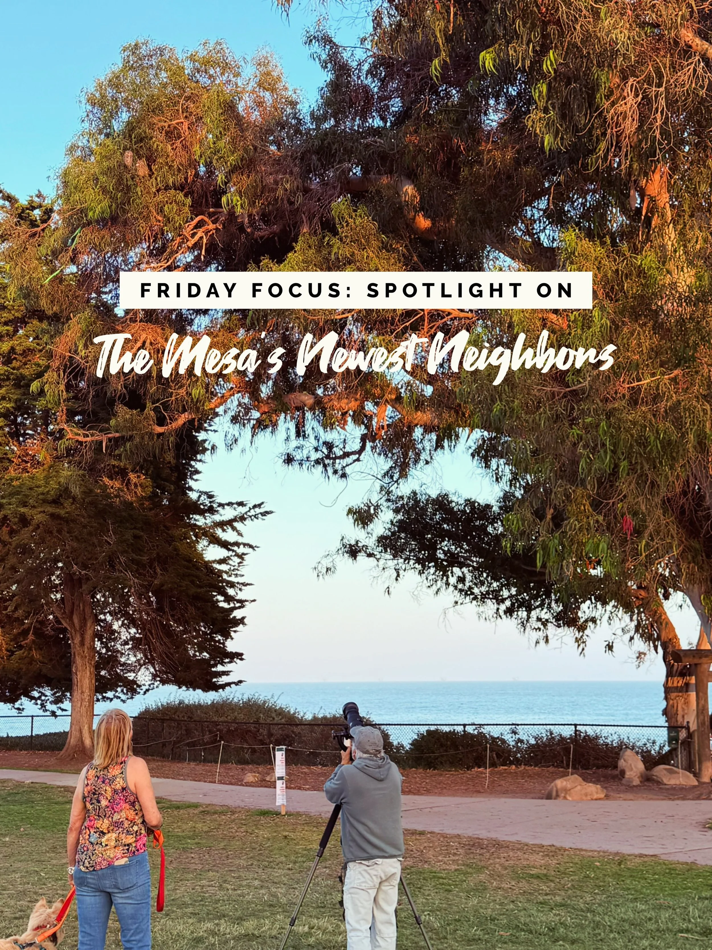 F R I D A Y focus: Spotlight on &ldquo;The Mesa&rsquo;s Newest Neighbors&rdquo;

This week I&rsquo;m shining a light on one of the Mesa&rsquo;s sweetest little phenomena &mdash; a family of Great Horned Owls who&rsquo;ve taken up residence in the euc