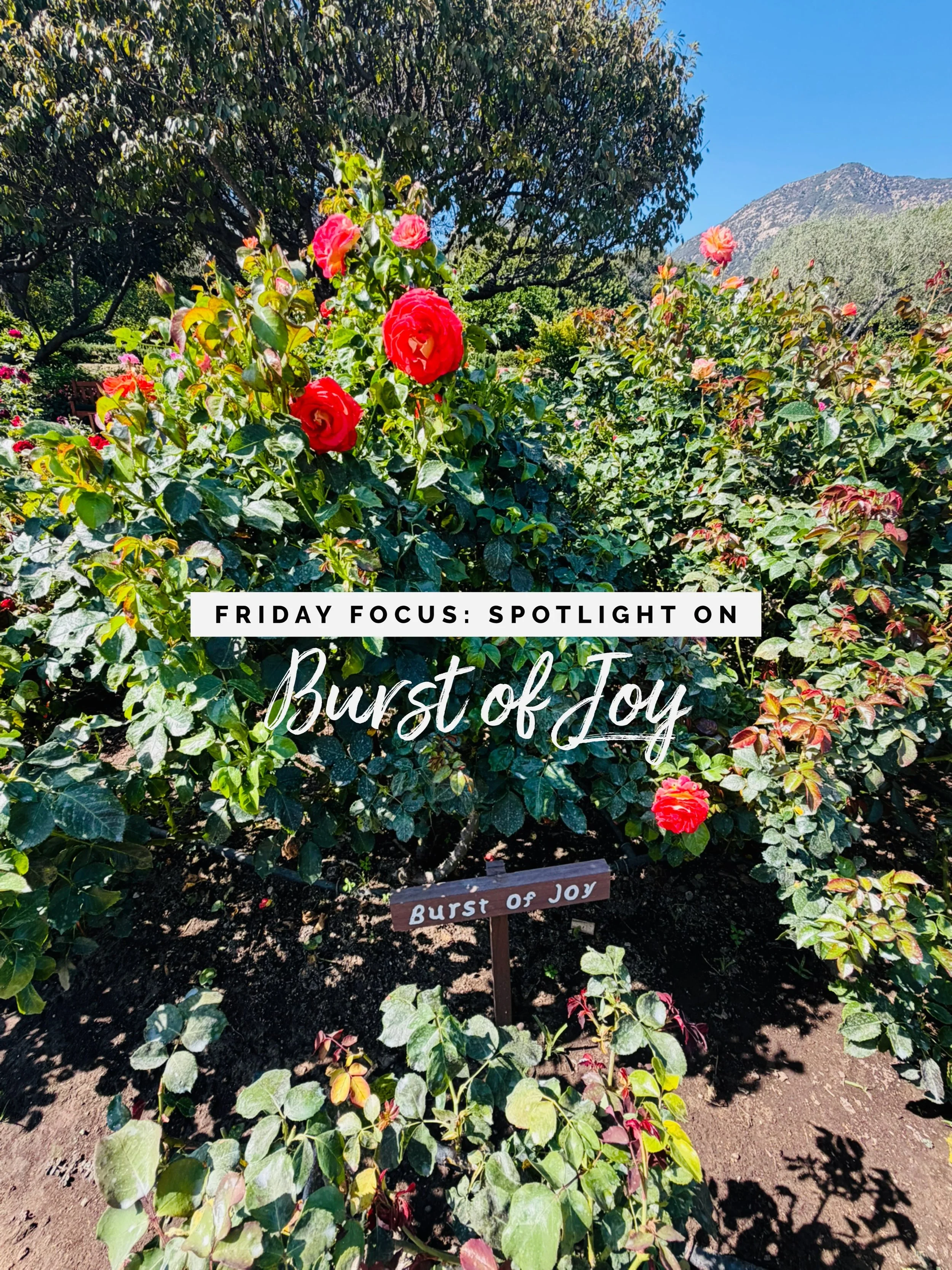 F R I D A Y focus: Spotlight on &ldquo;A Burst of Joy.&rdquo;

This week I&rsquo;m shining a light on one of my favorite ways to say thank you.

Every client of mine receives a gift certificate to the San Ysidro Ranch. While the SYR team prepares it,