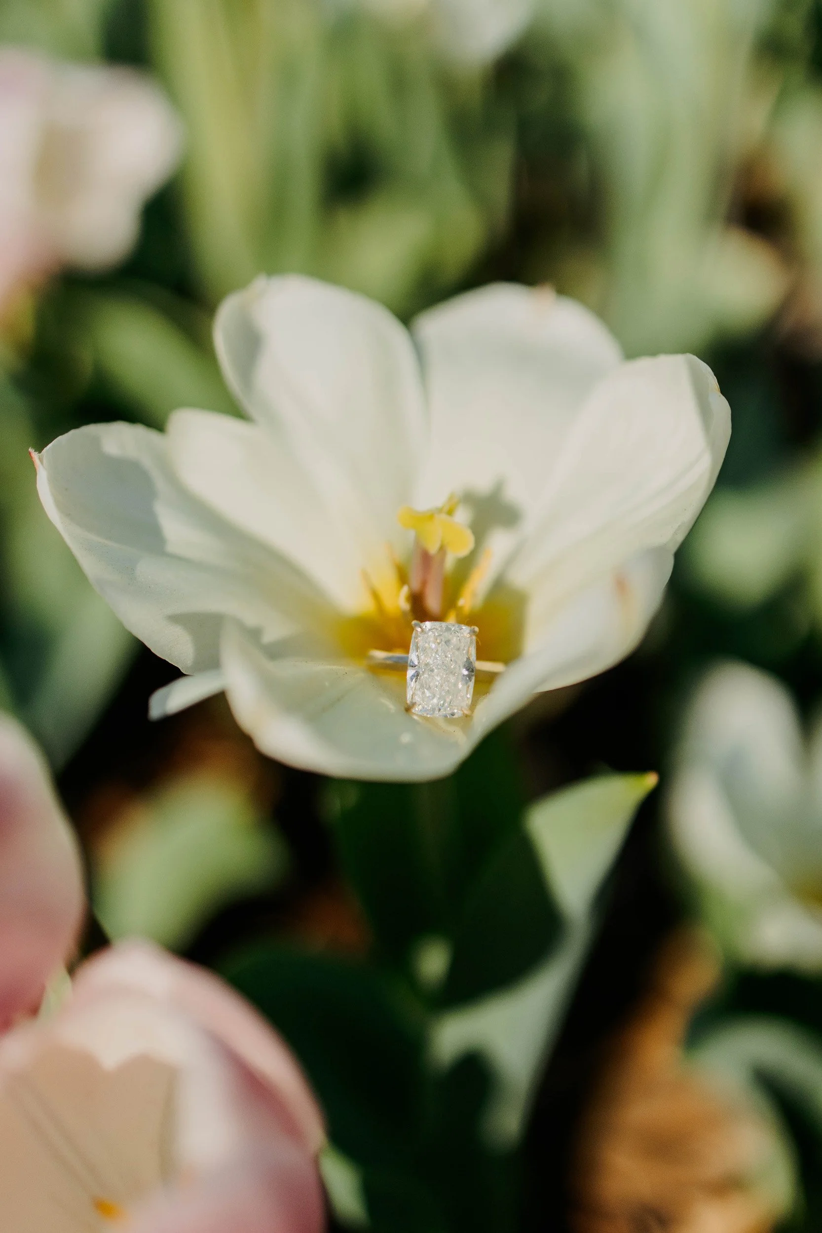 Close-up of a white flower with a diamond ring placed in the center, surrounded by green foliage.