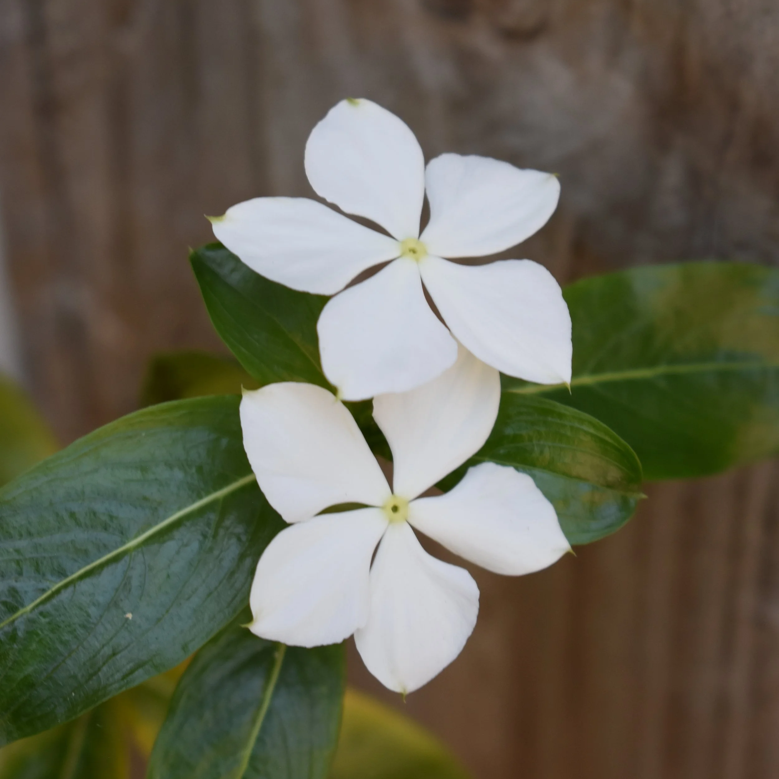 Wonder-Full Steps #3: Small Details, Big Joy