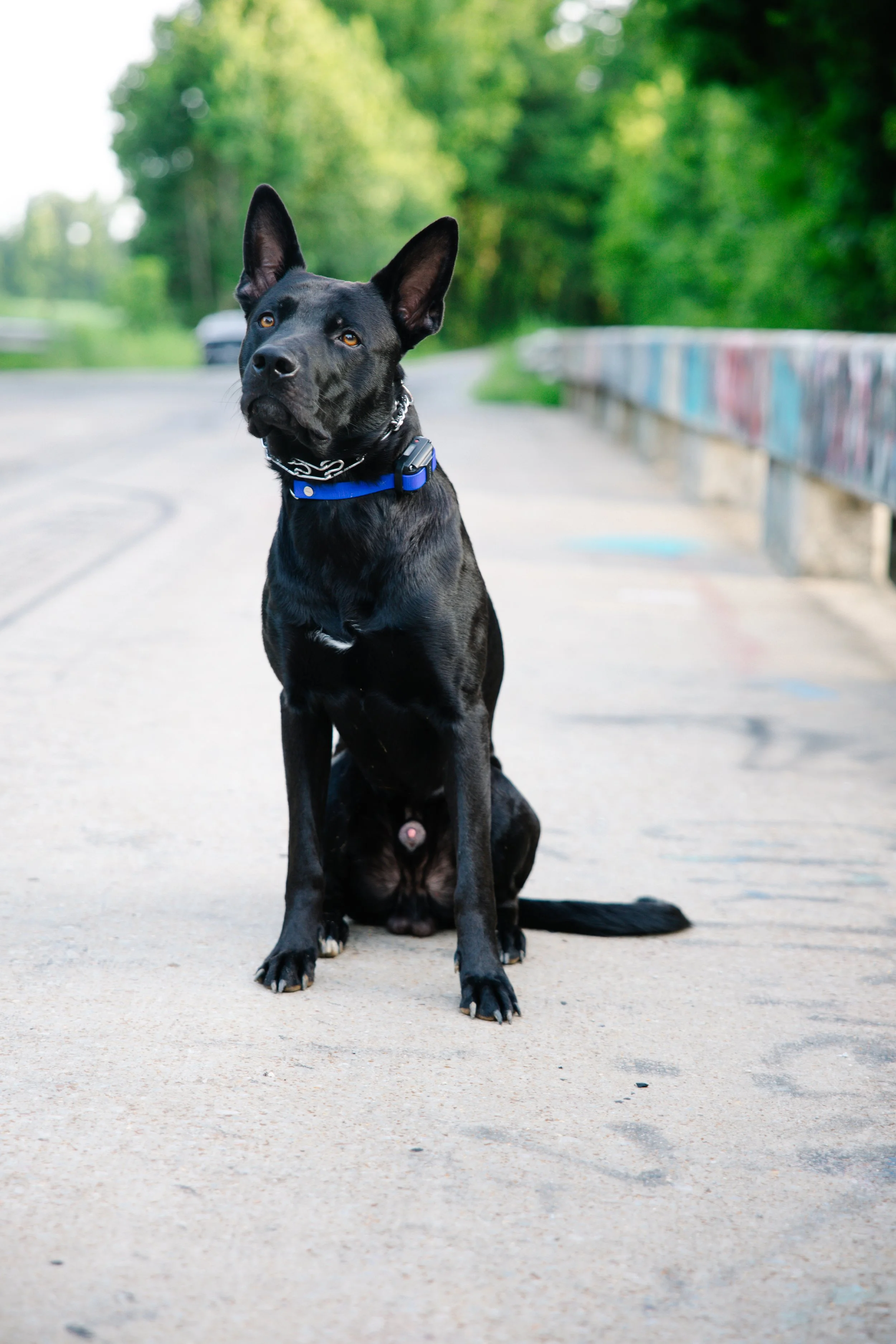 Black dog with pointed ears and blue collar sitting on a concrete path near a colorful guardrail with green trees in the background.