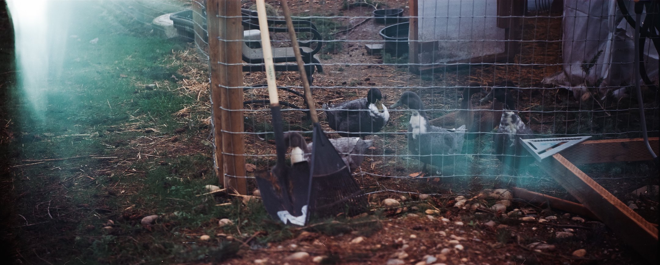A group of ducks in a fenced outdoor enclosure with a wooden post, gardening tools, buckets, and natural ground cover.