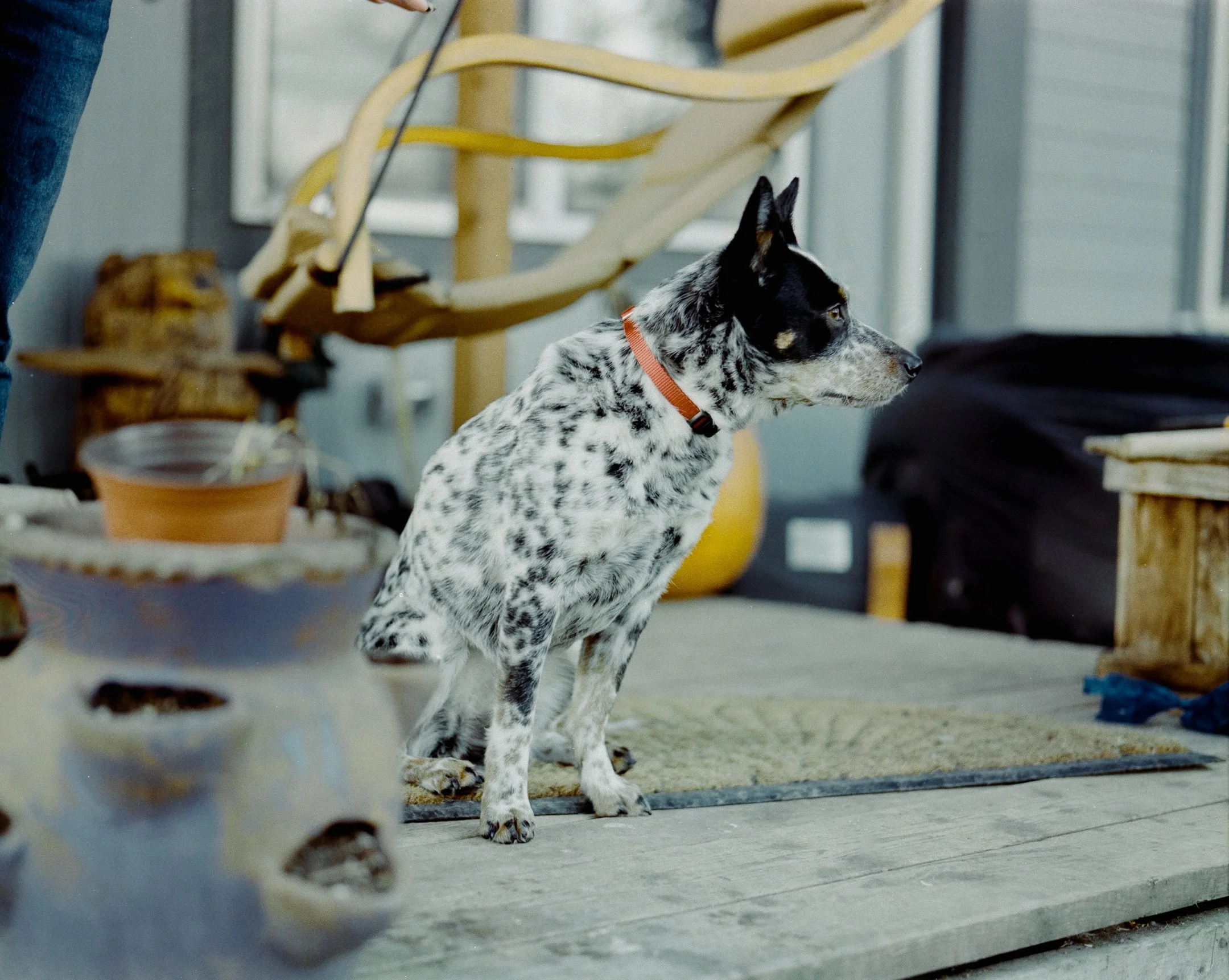 A black and white dog with a red collar sitting on the floor indoors, near a yellow structure, with a window in the background.